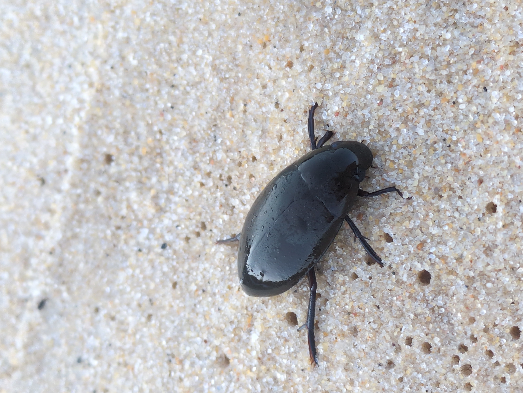 In East Quy Nhon Ward, Vietnam, a close-up photograph captures a single, dark, ovate insect positioned on a granular surface of light-tan sand. The insect, measuring several centimeters in length, exhibits a smooth, glossy dorsal exoskeleton with visible surface moisture and reflections. Six segmented appendages extend laterally from its body. The surrounding sand consists of varied grain sizes and colors, including numerous distinct, small, circular indentations or holes, particularly visible to the insect's left. The scene is uniformly lit, consistent with ambient daylight conditions.