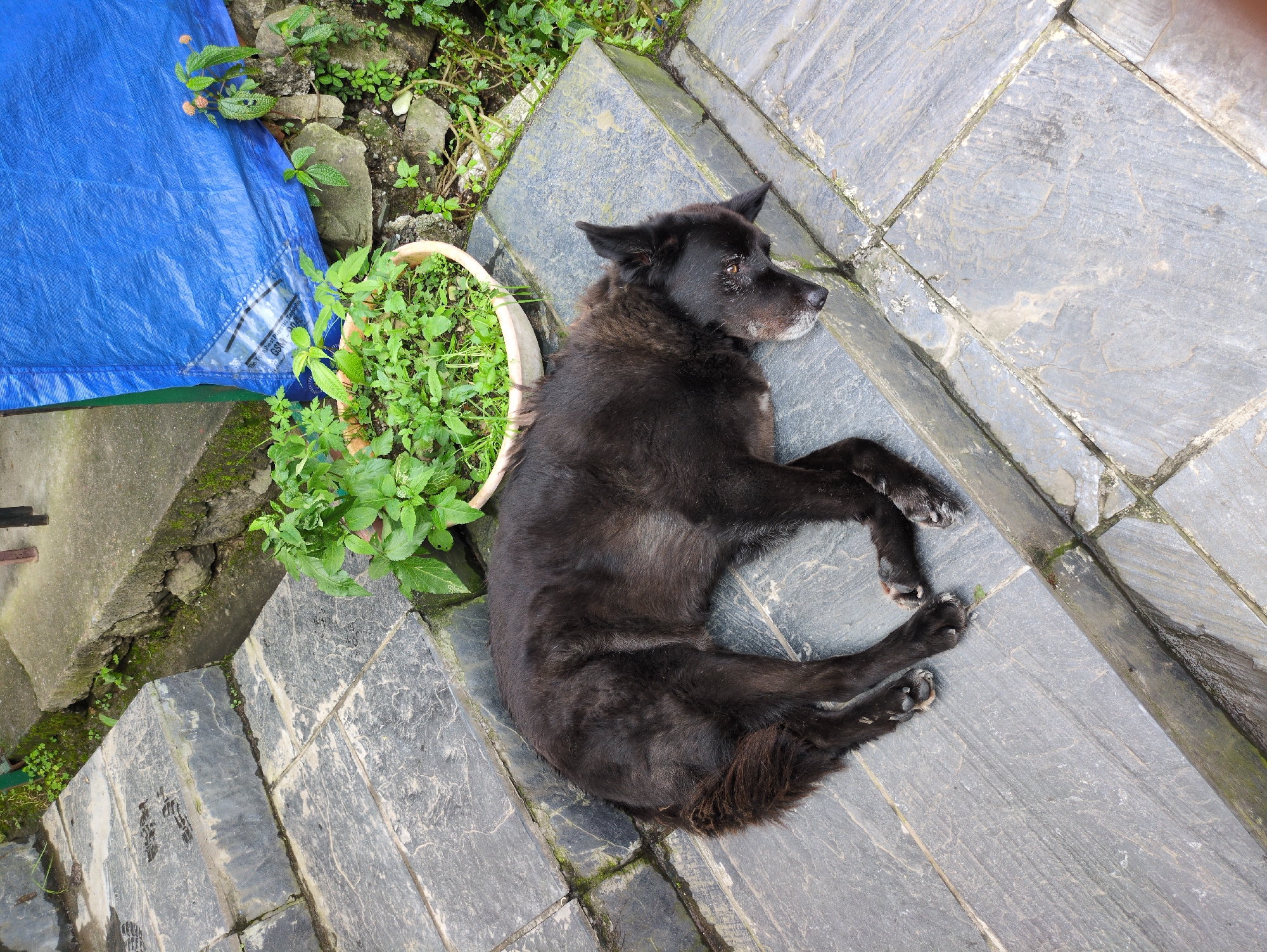 A black dog is resting on a gray stone stairway in Bhagsu, India. The dog is lying on its side, with its head propped up on one of the steps. The dog's fur is dark and slightly messy, and its eyes are open, looking off to the side. The stairway appears to be outdoors, with some greenery visible in the background. There is also a blue tarp covering a structure to the right of the stairway. The scene is well-lit, suggesting it is daytime.
