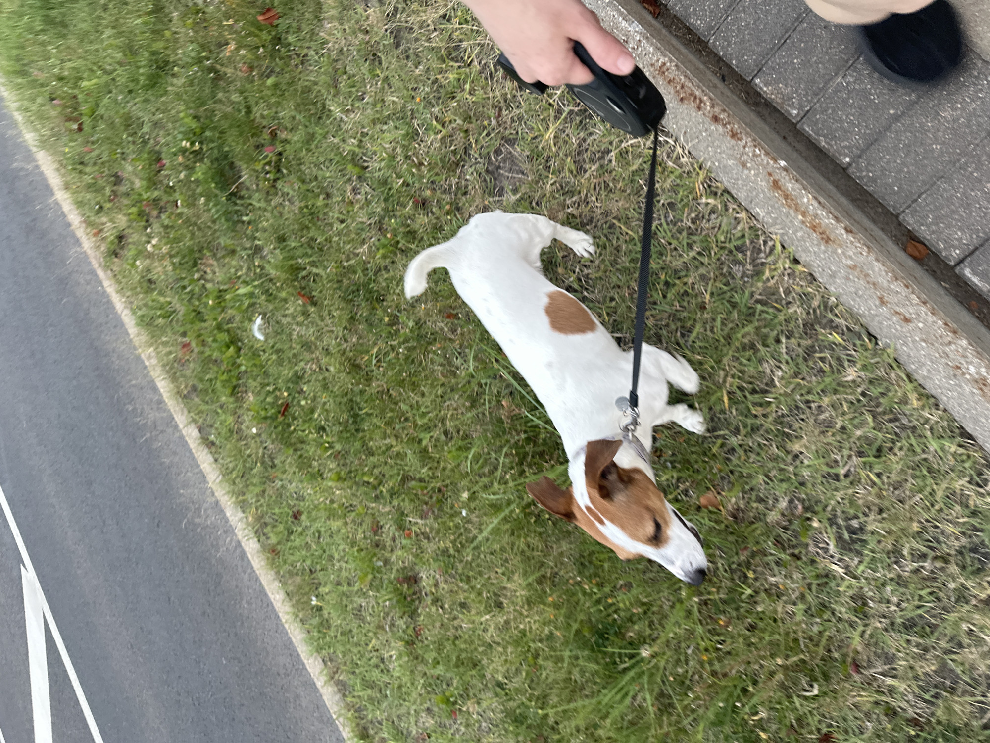 A Jack Russell Terrier, predominantly white with tan markings on its head and a large tan patch on its left flank, is walking on a grassy verge beside a paved sidewalk. The dog is attached to a black retractable leash held by a person whose hand and forearm are visible on the right side of the frame. The leash extends from the dog's collar, which has a small circular tag attached. The grassy area appears somewhat unkempt with scattered fallen leaves. Adjacent to the grass is a concrete curb, separating it from a gray paved walkway made of interlocking bricks. To the left of the grass is a paved road with white lane markings. The scene appears to be a street in the city of Minsk, Belarus, during daylight hours.