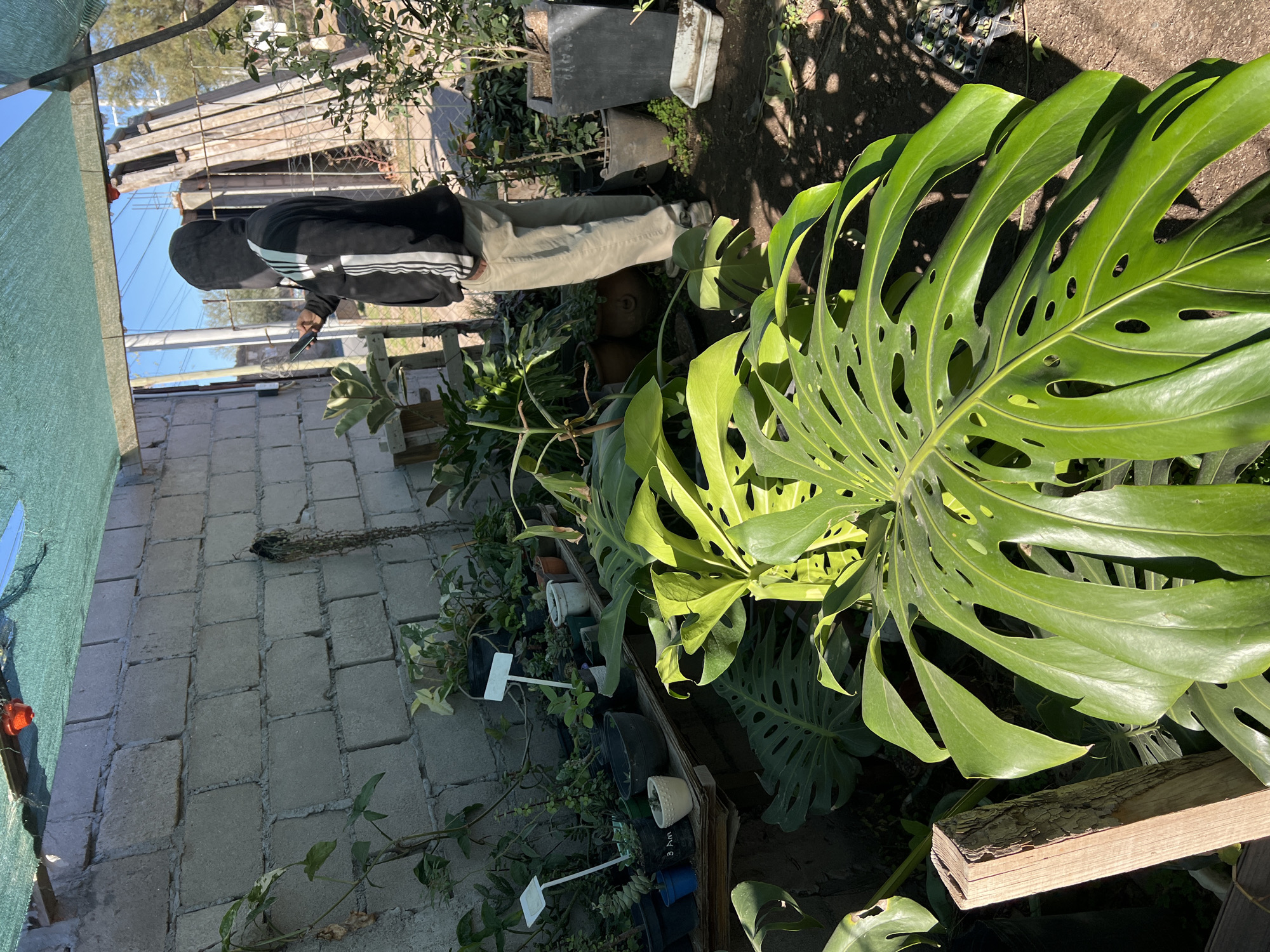 The image shows a person wearing a black hoodie with white stripes on the sleeves and khaki pants, standing in what appears to be an outdoor nursery or garden center. The person is holding a dark-colored mobile phone and looking down at it. The scene is filled with various potted plants, including a large Monstera plant with distinctive fenestrated leaves prominently displayed in the foreground. Other plants, some with white plant tags, are visible in the background, arranged on a grey brick pathway or patio. The setting is partially covered by a green mesh shade cloth, casting shadows on the ground. Sunlight is visible, suggesting it is daytime. The overall impression is a casual, everyday moment captured in a plant-filled environment. No discernible text is visible in the image.