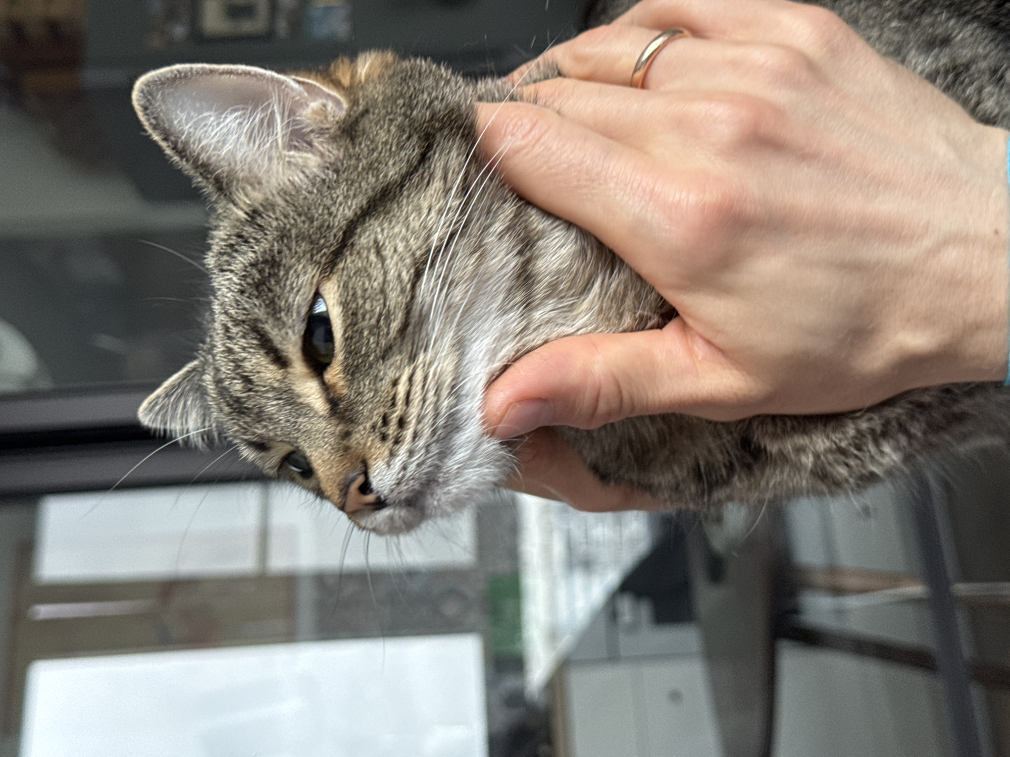In a close-up, indoor shot, a tabby cat's head and neck are held gently by a person's hands. The cat is facing left, with its eyes partially closed and its ears perked. Its fur is a mix of gray, brown, and black stripes, with white whiskers. The person's hands are fair-skinned, with one hand cupping the cat's chin and the other supporting its neck. A thin gold ring is visible on the ring finger of the hand holding the cat's chin. The background is blurred, showing reflections in a window, a table, and hints of interior decor. There is no information in the image that indicates the location is Moscow, Russia.