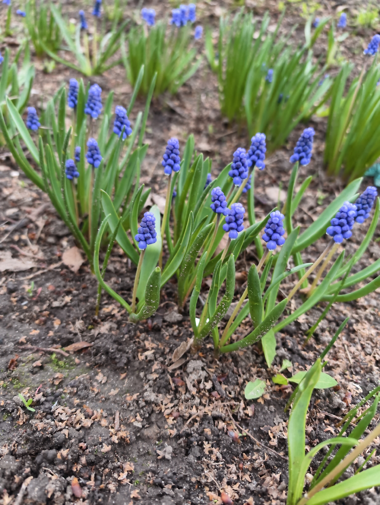 The image presents a close-up view of a patch of grape hyacinths (Muscari) growing in soil. The plants are characterized by their bright blue, conical flower clusters and slender green leaves. The soil appears dark and damp, with scattered leaf litter and small pieces of organic matter. The scene is likely situated outdoors, in a garden or similar planted area. No people, animals, or identifiable landmarks are present. No specific actions or interactions are depicted, as the image focuses solely on the flowers and their immediate surroundings. The specific location in the city of Balashov, Russia, cannot be verified based solely on the provided image.