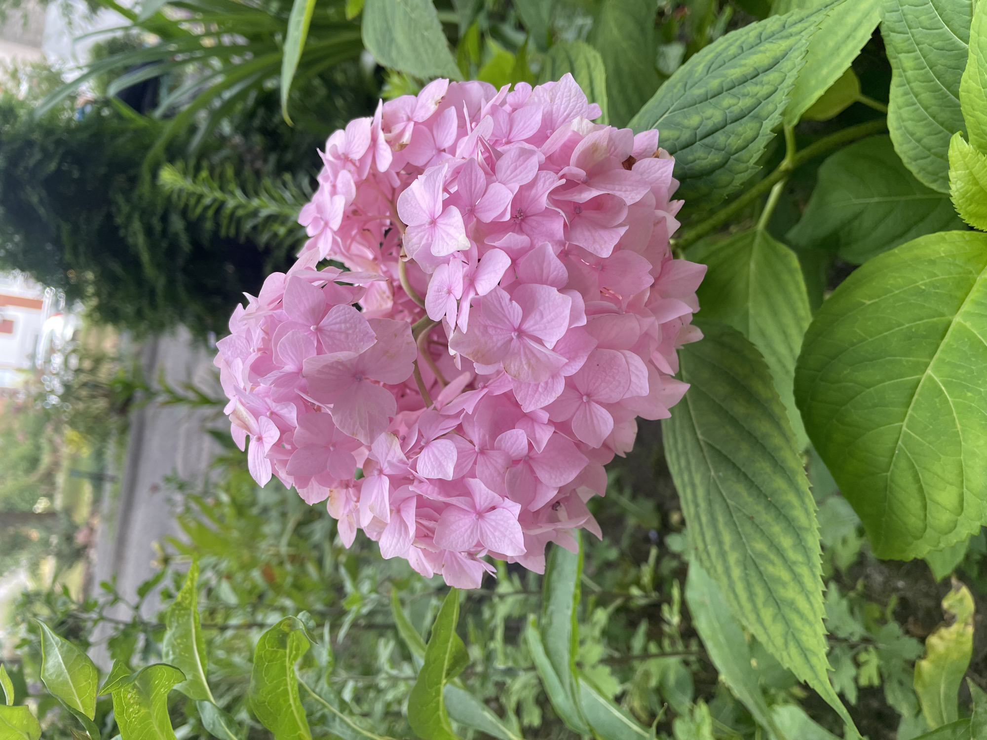 A close-up, eye-level shot focuses on a vibrant pink hydrangea flower in full bloom, positioned slightly off-center to the right. The flower head is a dense cluster of numerous small, four-petaled florets, creating a voluminous, rounded shape. Surrounding the hydrangea are large, textured green leaves with serrated edges, some showing slight yellowing or discoloration. In the background, foliage and green plants are visible, interspersed with hints of a paved surface, possibly a sidewalk or road, and a blurred view of buildings and trees, suggesting an urban or suburban garden setting. There are no people or animals present in the image. The lighting suggests it is daytime, with soft, diffused light illuminating the flower and leaves.