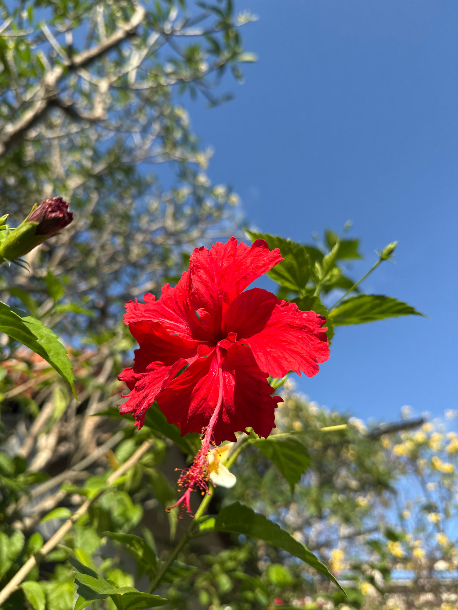 A vibrant red hibiscus flower is in full bloom, its ruffled petals slightly blurred, suggesting movement in a gentle breeze. The flower is positioned to the right of the frame, with its stamen extending downwards, tipped with a hint of white. To the left, a dark red hibiscus bud remains closed, nestled amongst glossy green leaves.
The background is a soft blur of green foliage and branches, interspersed with a scattering of small yellow flowers, hinting at a garden setting. The sky above is a clear, bright blue, contrasting with the darker tones of the vegetation. The lighting suggests it is a sunny day, casting a warm glow on the scene.
This image could have been captured in Denpasar, Indonesia, a city known for its tropical climate and abundant flora, where hibiscus flowers are a common sight in gardens and public spaces. The overall impression is one of natural beauty and tranquility on a bright, clear day.