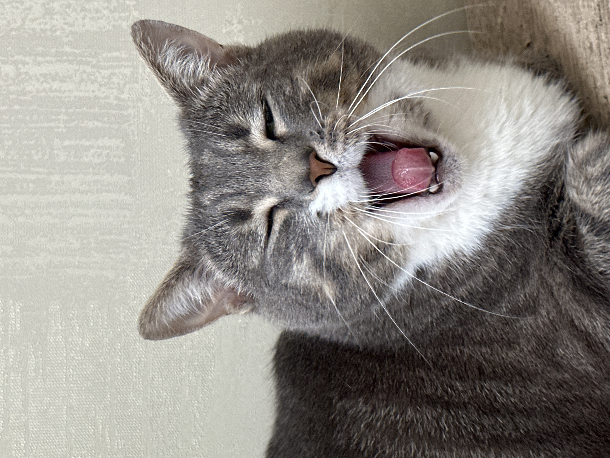 The image shows a close-up of a grey tabby cat yawning. The cat's eyes are closed, and its mouth is wide open, revealing its pink tongue and tiny teeth. Long white whiskers extend from its snout. The cat's fur is a mix of grey and black stripes, with some white markings on its chest and face. The background is a textured, light-colored surface, possibly a wall or fabric. The lighting appears to be natural and soft, suggesting daytime. The overall impression is one of a sleepy or relaxed animal. There is no visible text in the image.