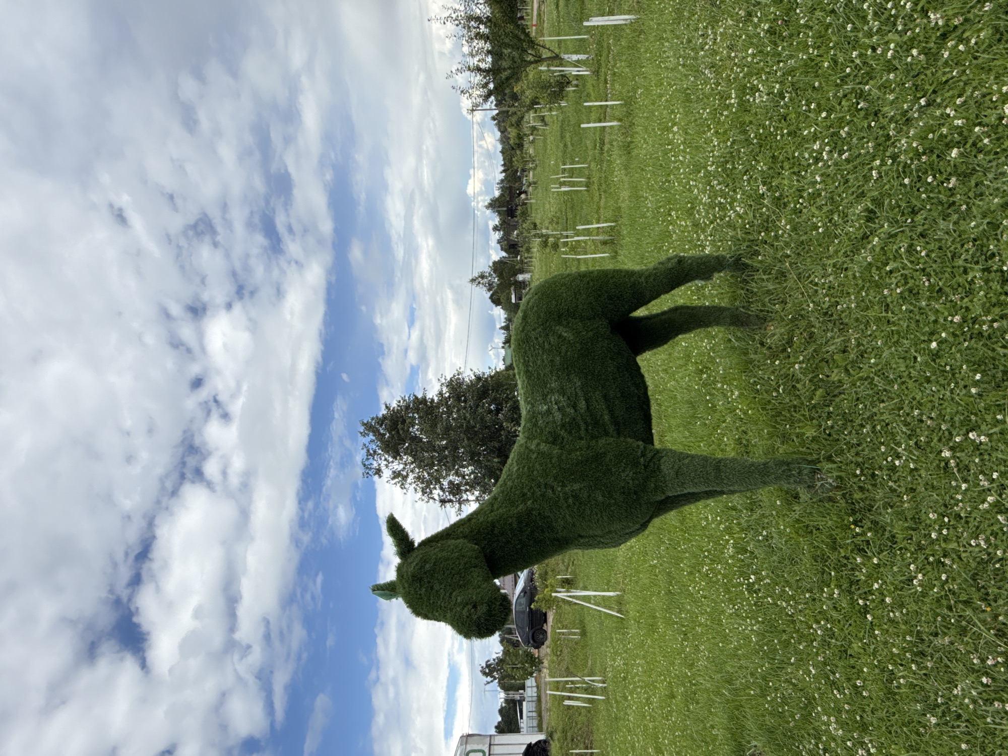 The image depicts an outdoor scene in Kamenka, Russia. The primary subject is a topiary sculpture of a llama, meticulously crafted from green foliage, positioned in a lush, grassy field dotted with small white flowers. The sculpture is detailed, with a discernible head, neck, body, and legs. Its shadow is cast to the left across the grass.
The background reveals a rural or park-like setting. A line of young trees, some with white stakes marking their bases, stretches across the middle ground. Beyond the trees, a few structures and a vehicle are visible, suggesting a proximity to human habitation or a recreational area. The sky above is a dynamic mix of blue patches and fluffy white clouds, indicative of a bright day with some cloud cover. The lighting suggests it is daytime, likely late morning or afternoon given the quality of light and shadows.
No people are actively present in the image, and the focus is on the inanimate topiary and the natural landscape. The scene evokes a sense of tranquility and perhaps whimsical artistry, given the unique nature of the llama sculpture. There is no visible text in the image.