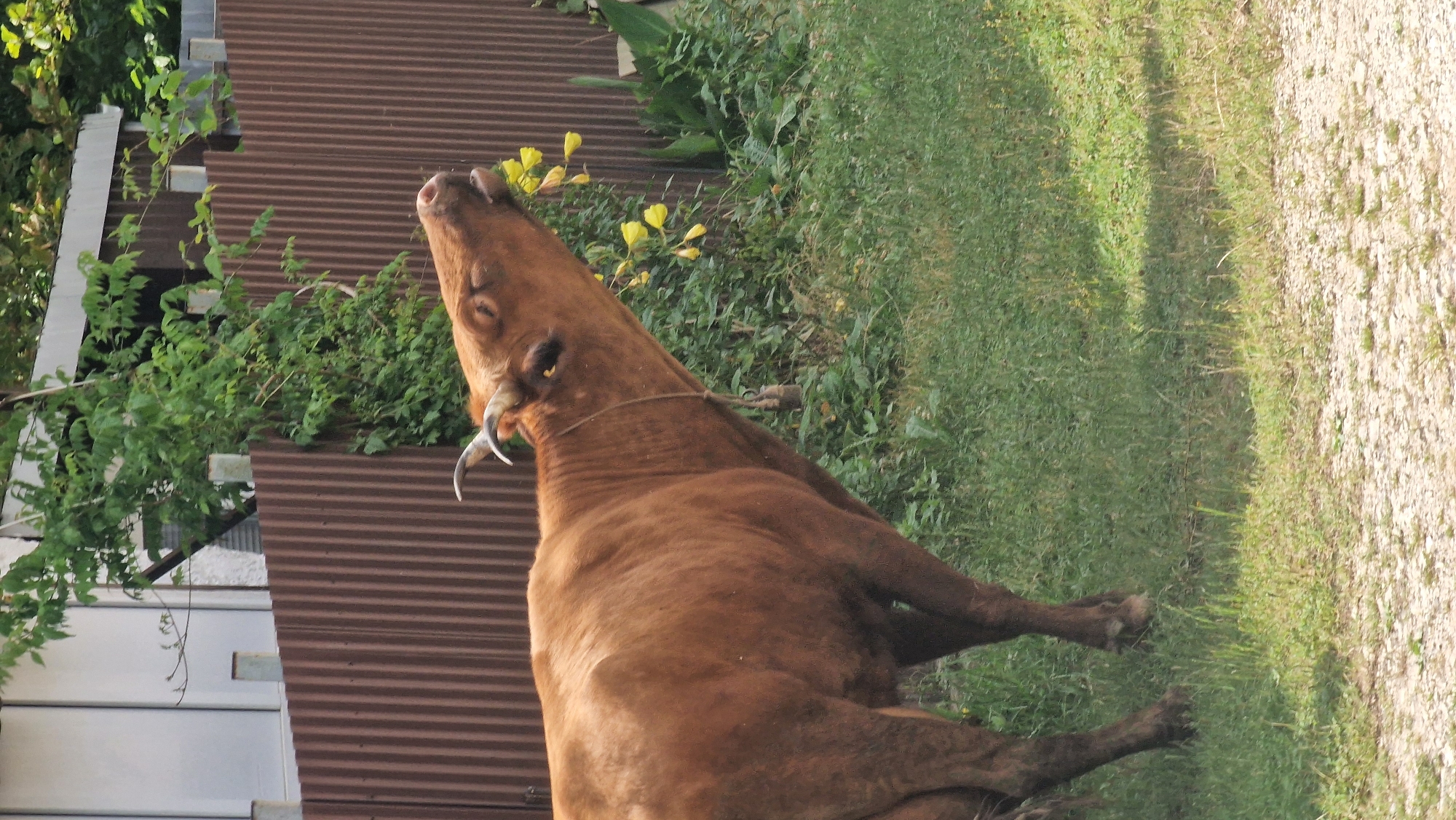 A brown cow with small horns is standing in a grassy area and eating yellow flowers. The cow is facing towards the right side of the frame, with its head tilted back as it chews. A thin rope with a bell is hanging around its neck. Behind the cow, there is a brown corrugated metal fence, and further back, a white building with some greenery. The ground in the foreground is a mix of dirt and grass. The scene appears to be outdoors, possibly in a rural or suburban setting in Verkhovskoye, Russia, given the style of the fence and building.