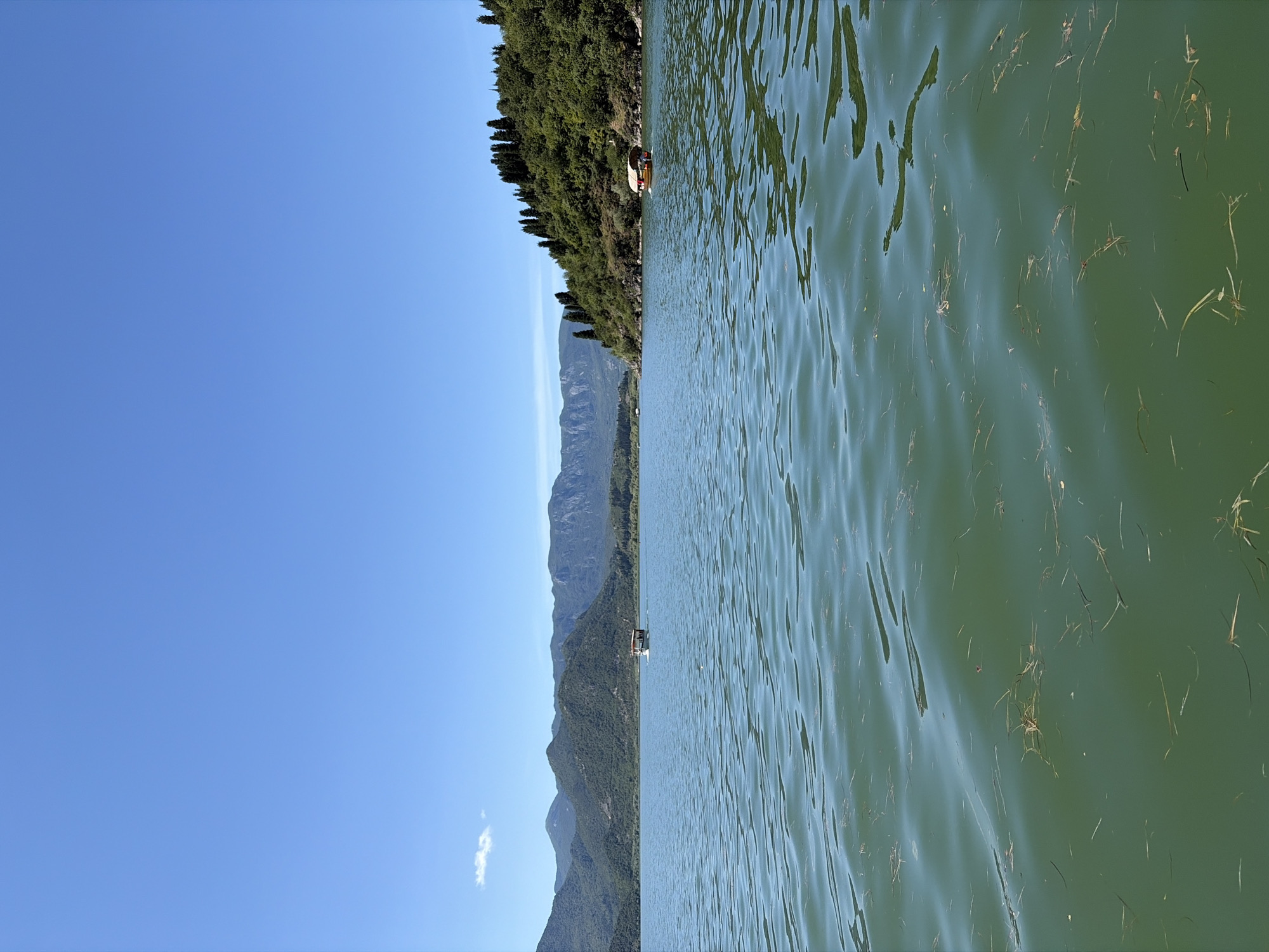 The image depicts a panoramic view of a large body of water, likely a lake or wide river, in the vicinity of Kruševica, Montenegro, under a brilliant, clear blue sky with a solitary wispy white cloud visible in the upper left. A long range of verdant, tree-covered mountains forms the backdrop, stretching across the horizon from left to right, with closer, more sharply defined peaks on the left and a prominent, heavily forested hillside on the right bank, densely populated with tall, dark green coniferous trees. The water in the foreground and midground is a deep greenish-blue, displaying numerous ripples and small waves, and is extensively covered with scattered strands of floating brown and green aquatic vegetation. Two small motorized tour boats are present: one light-colored boat with a red canopy is visible in the mid-distance on the left, moving across the water with several occupants; another similar boat, featuring a beige or yellow canopy, is positioned closer to the right bank, also carrying multiple passengers. The scene is bathed in bright sunlight, indicative of a clear, sunny day.