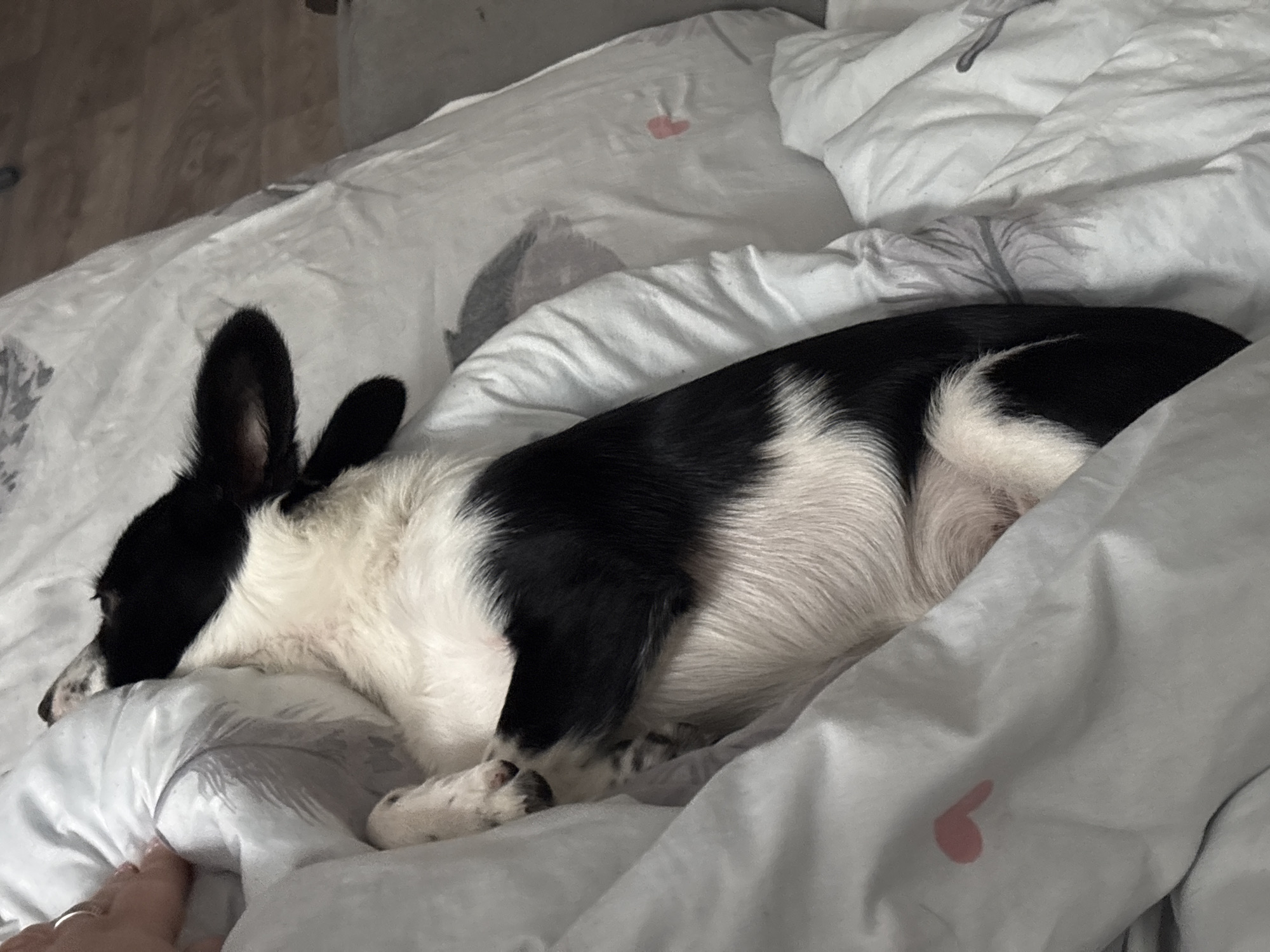 A black and white dog is sleeping on a bed covered in a white comforter with pink heart designs. The dog is lying curled up, with its head resting on the comforter. A hand is visible in the bottom left corner of the image, touching the comforter. The location appears to be indoors in a domestic setting. There is no definitive information in the image to confirm it is located in the city of Chaikovsky, Russia.