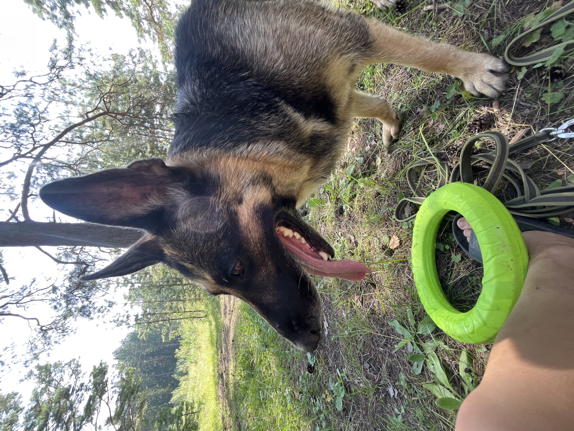 A German Shepherd dog stands in a forest with its tongue hanging out, panting. A bright green ring-shaped toy and a leash are on the ground in front of it. The dog is looking to the left, with its ears perked up. The ground is covered in grass, leaves, and pinecones. Trees are visible in the background. The sun is shining, casting shadows. The location is described as a forest in Nizhny Tagil, Russia.