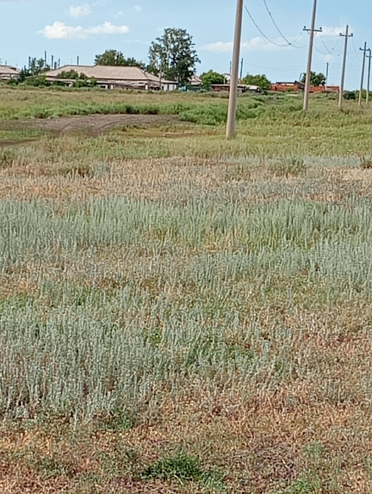 The image shows an outdoor scene with a large field of grass and some buildings in the background. Several utility poles with power lines are visible in the middle ground, extending across the frame. The sky is partly cloudy. The field appears to be uncultivated, with a mix of green and dry vegetation. In the distance, there are some structures that resemble houses or farm buildings, surrounded by trees. The overall impression is of a rural or semi-rural setting.