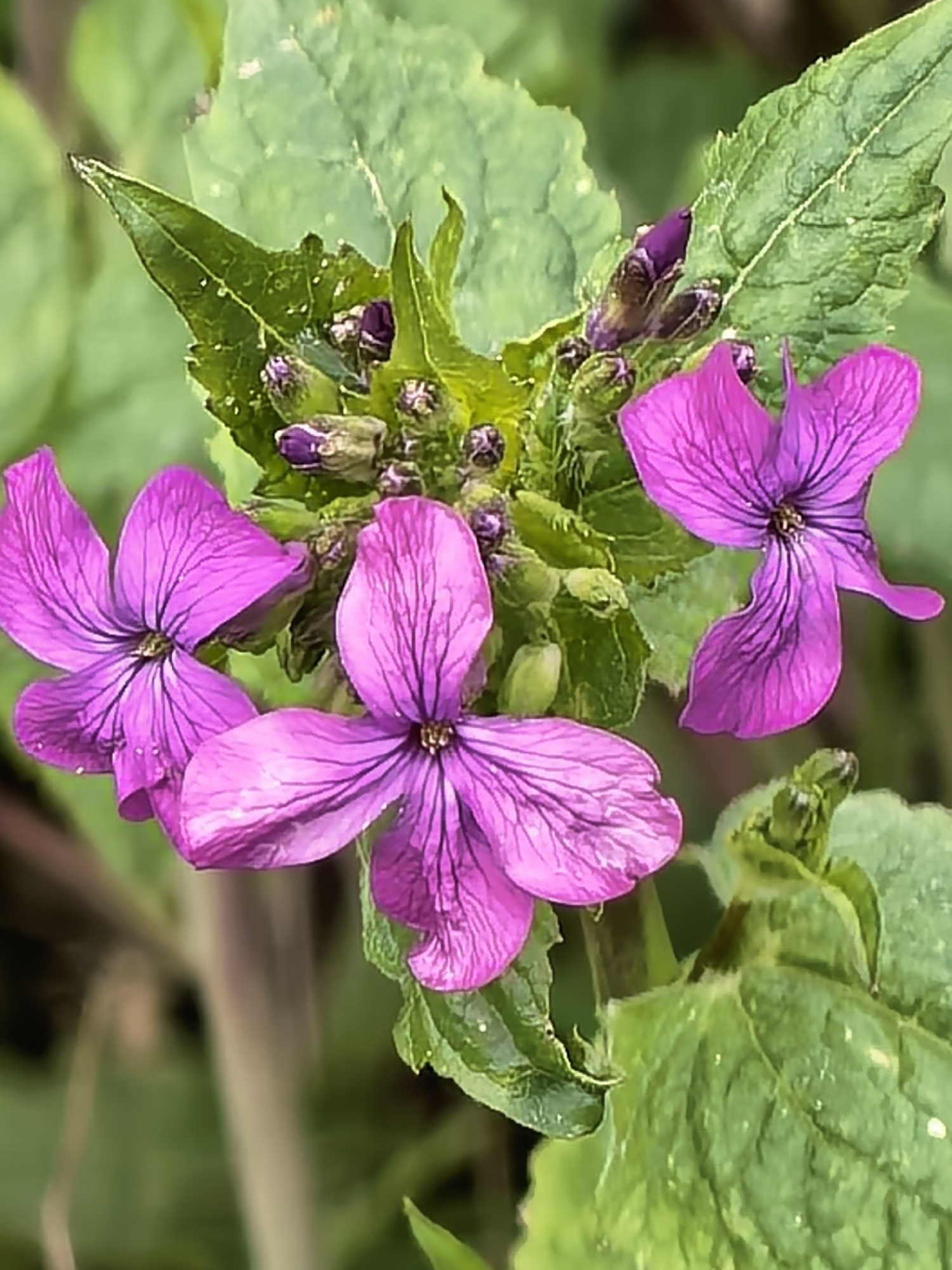A close-up captures three vibrant purple flowers surrounded by green leaves and unopened flower buds. The flowers each have four petals with dark veins radiating from the center. The leaves exhibit a textured surface with small indentations. The color green predominates the background, where the leaves blend with the surrounding vegetation. The image is likely taken outdoors in natural daylight.