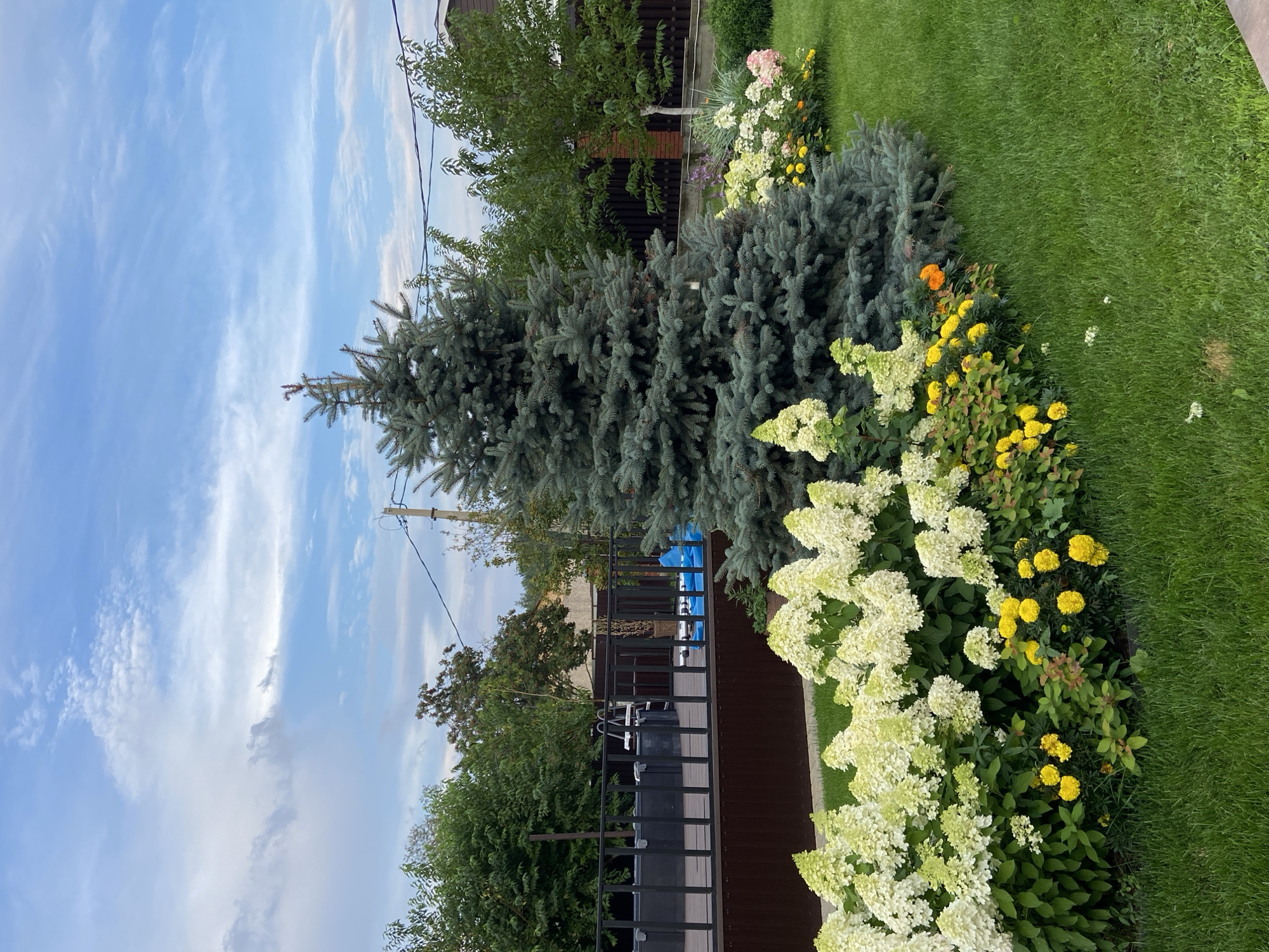 The image depicts a well-maintained backyard garden with a large blue spruce tree as a central element. In the foreground, there is a lush green lawn with a flower bed containing white hydrangeas and yellow marigolds. To the left, a wooden deck with a dark railing overlooks what appears to be a swimming pool. Behind the deck, various trees and bushes create a dense green backdrop, and a portion of a building with a brick base and wooden siding is visible. The sky is partly cloudy with a mix of blue sky and white and gray clouds. The scene is likely located in a residential area in Blagoveshchensk, Russia, given the context. No people are present in the image.