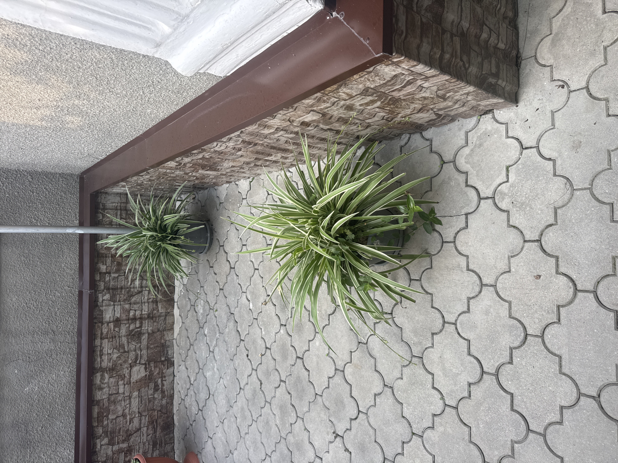 In an outdoor setting, two potted plants with striped green leaves sit on a gray interlocking paver patio. The patio is surrounded by a low wall, the lower section of which is clad in a brown and gray stone veneer, while the upper portion is a brown metal railing. Behind the wall is a rough-textured gray wall. A thin metal pole extends vertically from behind the wall to the upper right of the frame. The scene appears to be a courtyard or an outdoor area adjacent to a building.