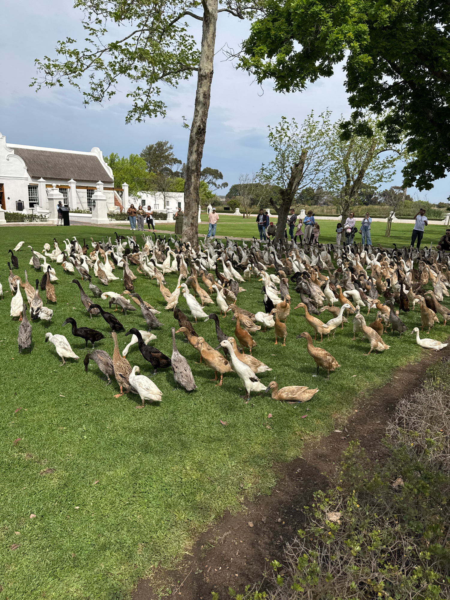 A large flock of Indian Runner ducks fills a grassy lawn in front of a white Cape Dutch-style building. The building has a thatched roof, white walls, and numerous windows. Several trees are present, including a large one with visible branches in the foreground. A group of people, including men, women, and children, are scattered across the lawn, observing the ducks. Some people are standing, while others are sitting or crouching. The environment appears to be a park or estate. The sky is overcast with some clouds. The ducks are mostly standing or walking, with a few lying down. Their coloring varies, with some being brown, white, or black. The scene is captured from a slightly elevated perspective, looking down upon the ducks and the building. The location is identified as Macassar, South Africa.