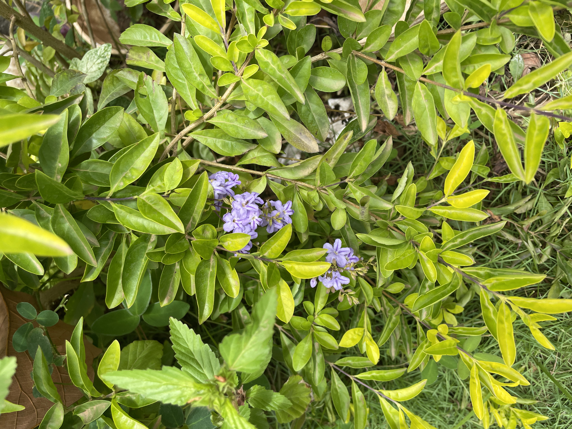 The image presents a detailed, overhead view of a densely foliated shrub displaying vibrant green and yellowish-green leaves. Two prominent clusters of small, light purple flowers are visible; one in the upper-middle section and another towards the lower-left. These flowers are five-petaled and grow in small racemes on slender stems. The leaves are ovate with pointed tips, some appearing glossy and others with a slightly matte finish, exhibiting varying shades of green, from bright lime to deeper forest green, with some lighter yellow-green foliage. Patches of green grass are visible on the ground level below the main shrub, interspersed with darker organic matter. The scene is illuminated by natural daylight, accentuating the textures and colors of the plant. This botanical detail is located in El Valle del Espíritu Santo, Venezuela.