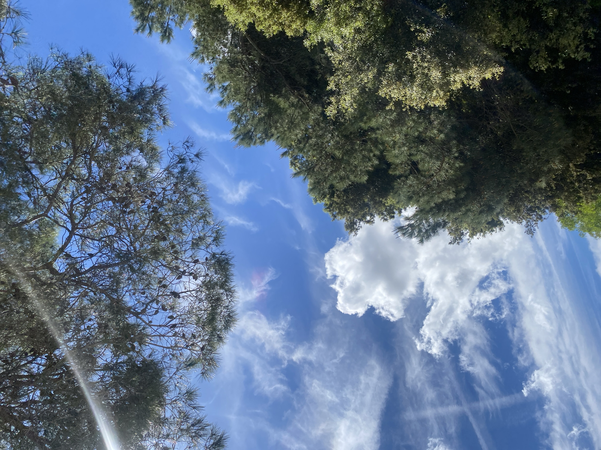 The image is a view looking up into the sky framed by trees on the sides. The sky is blue with streaks of white cirrus clouds. A cumulus cloud is also visible. The trees have dense green foliage. The location is likely Caldes de Montbui, Spain.