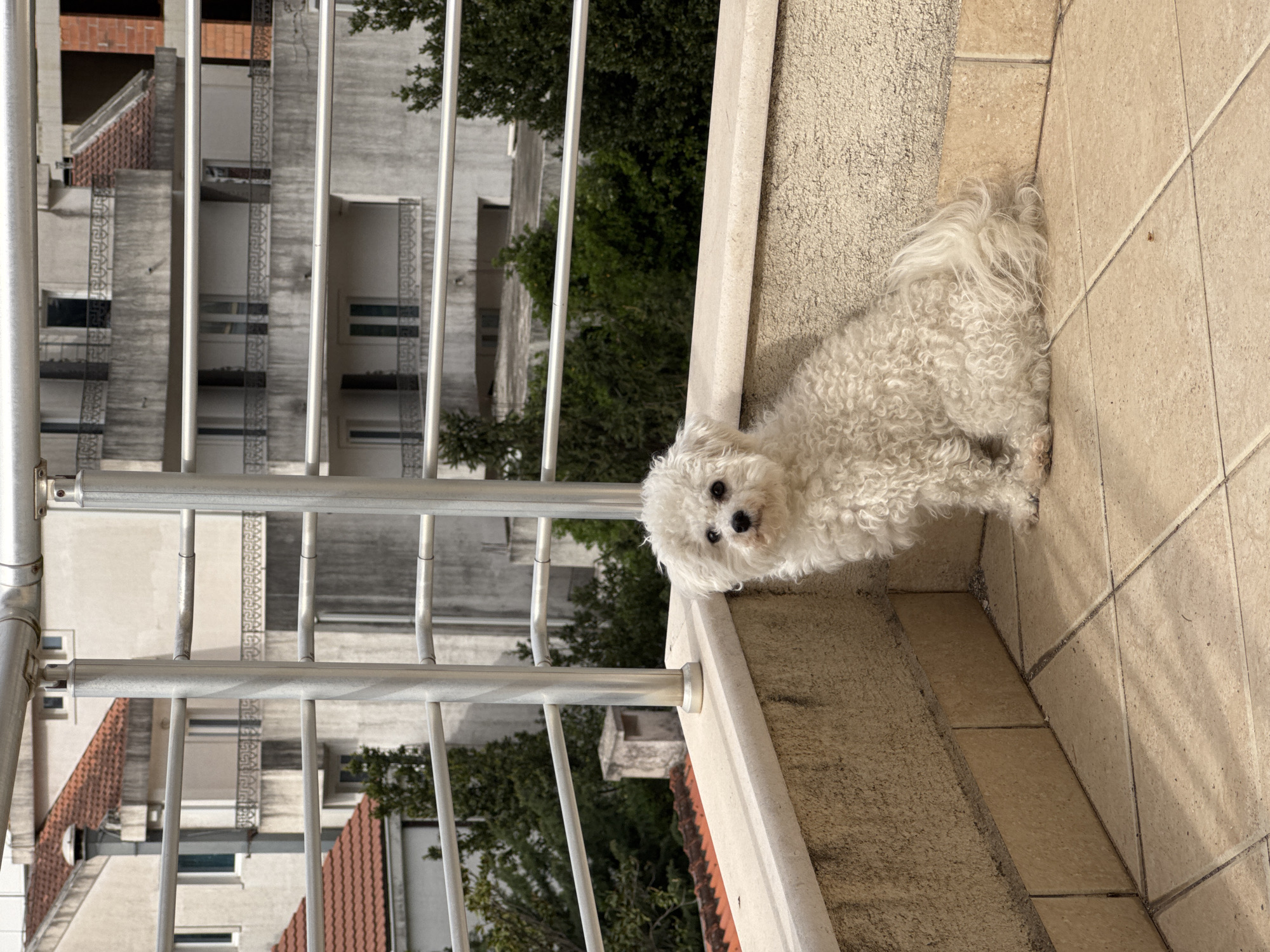 A small, white, fluffy dog with dark eyes stands on a light brown tiled balcony. The dog is positioned near a light-colored, textured railing. Behind the railing, a multi-story building with gray walls and multiple windows is visible. Green trees are interspersed between the building and the balcony. A metal railing is to the left. Red tiled roofs are visible in the lower left corner. The location is likely in an urban area in Budva, Montenegro. The image shows a sunny day.