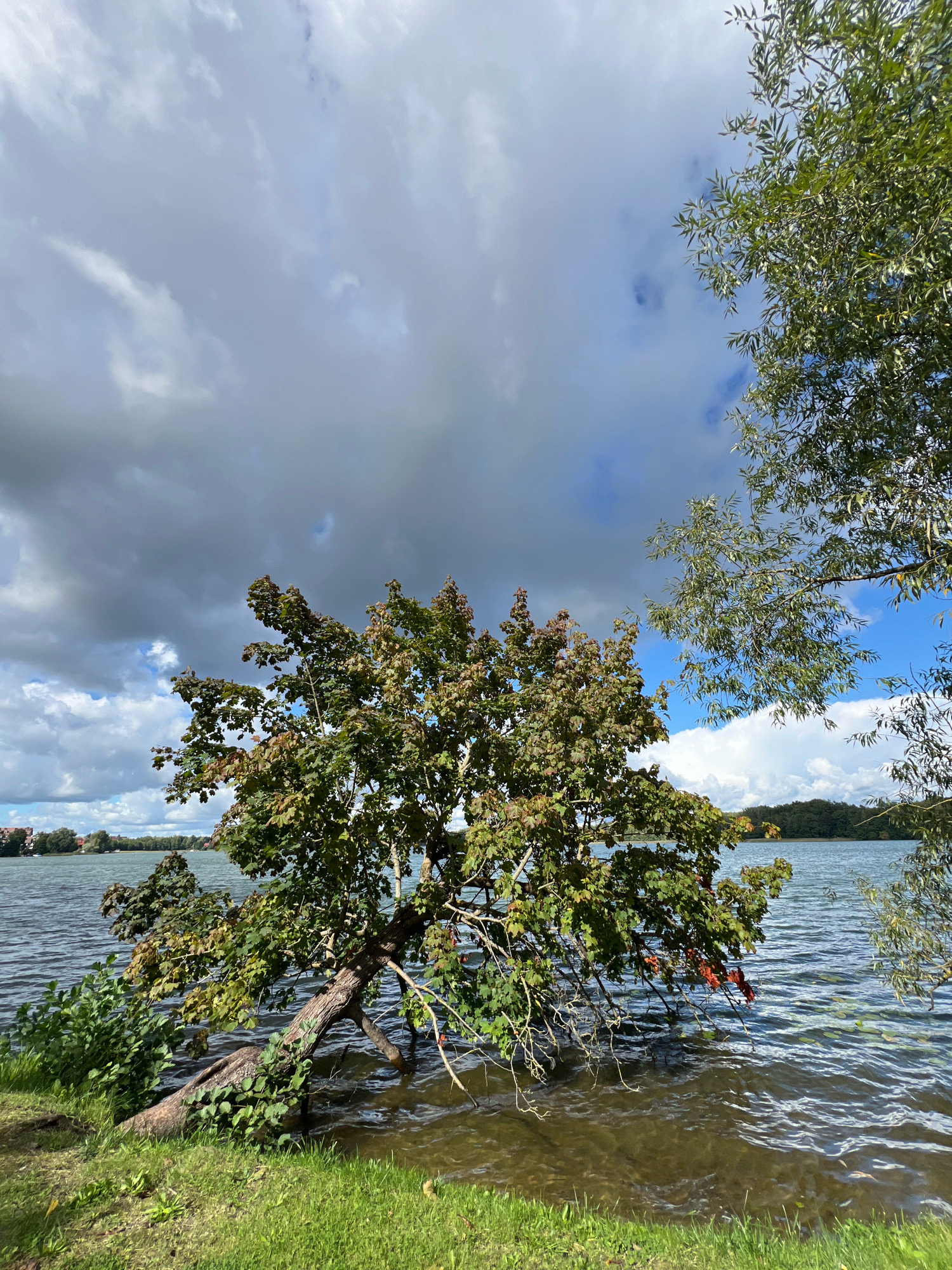 The image depicts a lakeside scene in Mrągowo, Poland, under a partly cloudy sky. In the foreground, a large tree with green and red-tinged leaves leans significantly over the water, with its trunk partially submerged. Lush green grass covers the bank. The lake stretches into the background, with distant trees and buildings visible on the opposite shore. The water is rippled, reflecting the sky and surrounding foliage. Another tree with fine, wispy leaves is visible on the right side of the frame, partially obscuring the sky. The overall atmosphere is one of natural beauty, possibly in the late summer or early autumn.