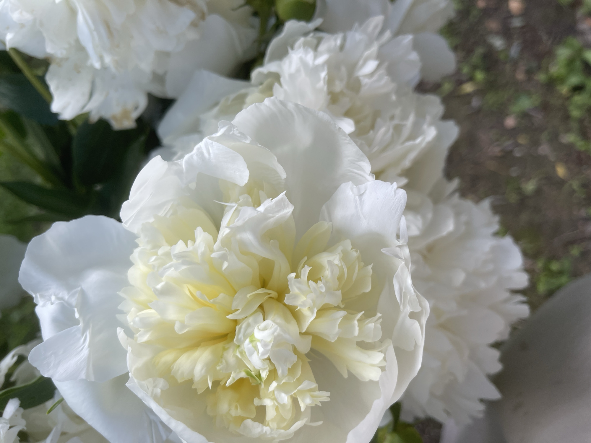 A close-up shot showcases a cluster of white peonies, with a prominent, fully bloomed flower in the foreground. The peony in focus has delicate, ruffled petals, with a soft yellow hue peeking through the center, suggesting a gentle transition from white to a creamy yellow. Other peonies are visible in the background, some appearing slightly out of focus, creating a sense of depth. Green foliage is subtly present on the left side of the frame, indicating the natural setting of the flowers. The background is blurred, with hints of brown earth and scattered green elements, suggesting an outdoor environment, possibly a garden. The lighting appears natural, with soft shadows that highlight the texture and form of the petals. There is no visible text in the image. The overall impression is one of natural beauty and the delicate charm of blooming flowers, evoking a sense of tranquility.