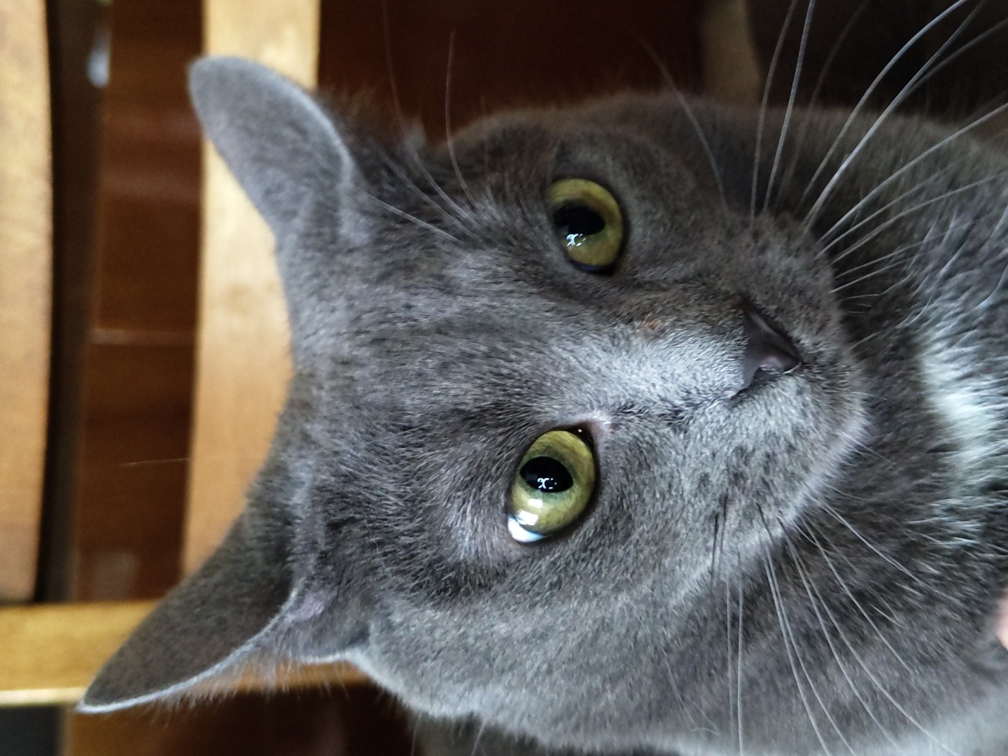 A close-up shot captures a gray cat with striking yellow-green eyes, positioned at an angle, revealing its head and a portion of its shoulder. The cat's fur appears soft and dense, and its whiskers are prominent against its gray coat. A wooden structure is subtly visible in the background.