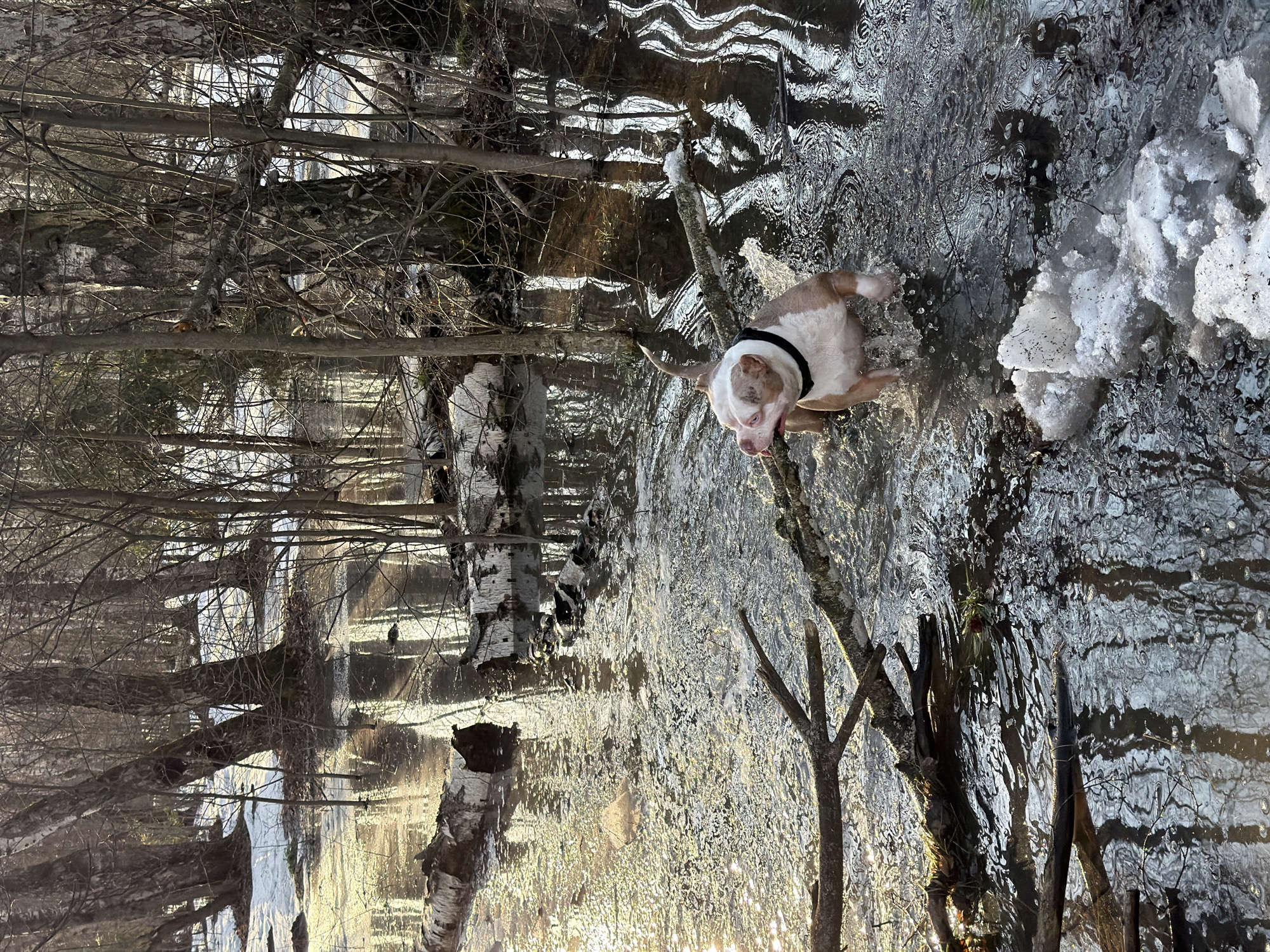 The image depicts a flooded woodland environment, characteristic of late winter or early spring, located near Фирсановка Лайф Кп, Russia. A short-haired dog, exhibiting white and tan coloration with a black collar, is captured in the mid-ground, actively wading through shallow standing water. The dog's motion generates visible splashes and ripples in the water, and its tongue is slightly extended from its mouth. The terrain is submerged, with the water reflecting the bare branches and trunks of numerous deciduous trees, including several birch trees. Scattered patches of melting snow and ice are visible on the water's surface and around the bases of trees. Fallen branches and segments of decaying logs are dispersed throughout the inundated area. Direct sunlight from the left side of the frame creates bright reflections on the water's surface.