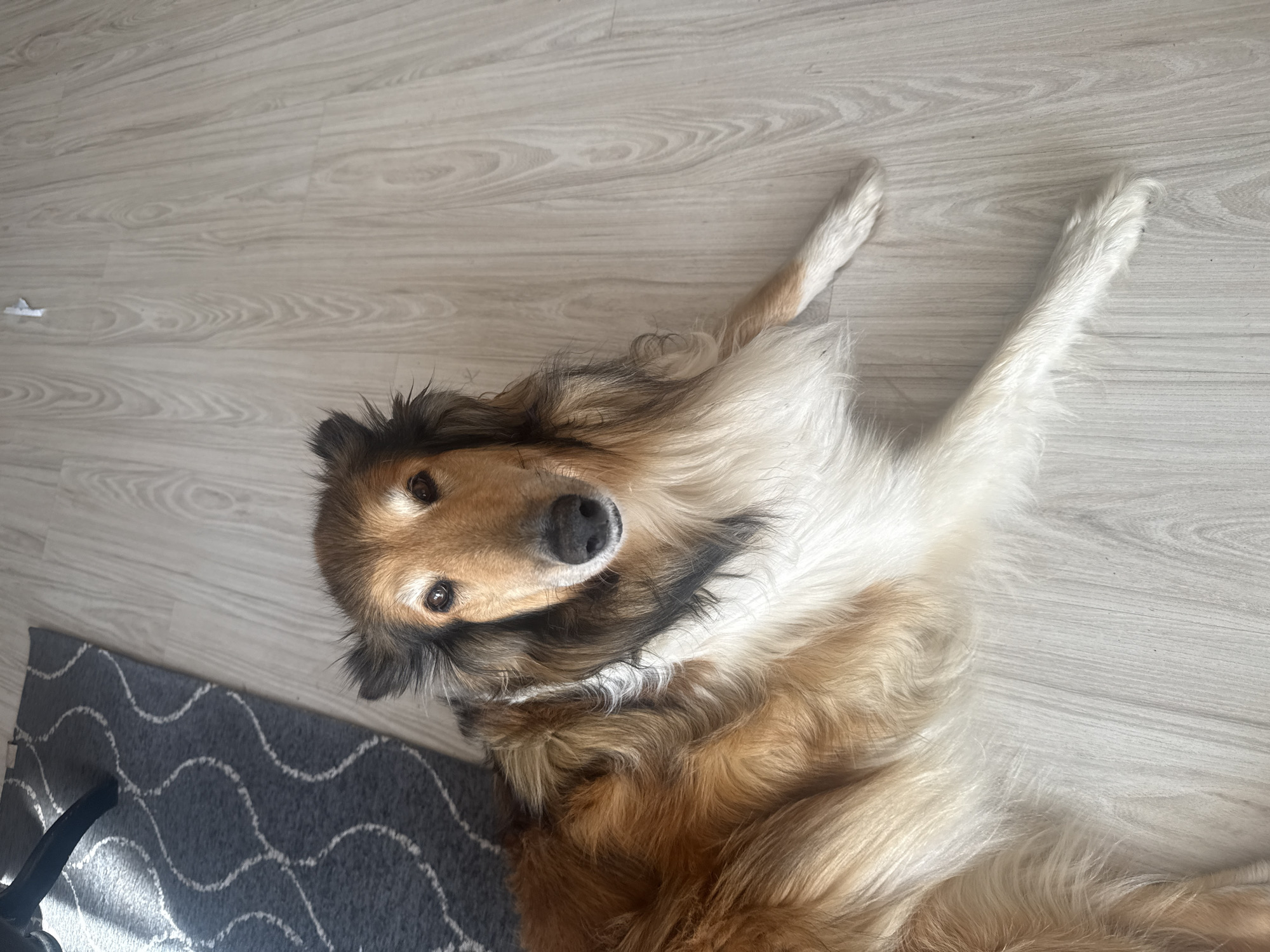 A long-haired collie dog is lying on a light-colored laminate floor. The dog has a tricolor coat with shades of brown, white, and black. Its front paws are extended forward, and its body is mostly visible, with its head turned to face the camera. To the left of the dog, a portion of a dark gray rug with a white wavy pattern is visible, along with the leg of a dark chair. Sunlight is casting shadows on the rug and floor. The scene is indoors. There is no information available about the location in the city of Galinė, Lithuania.