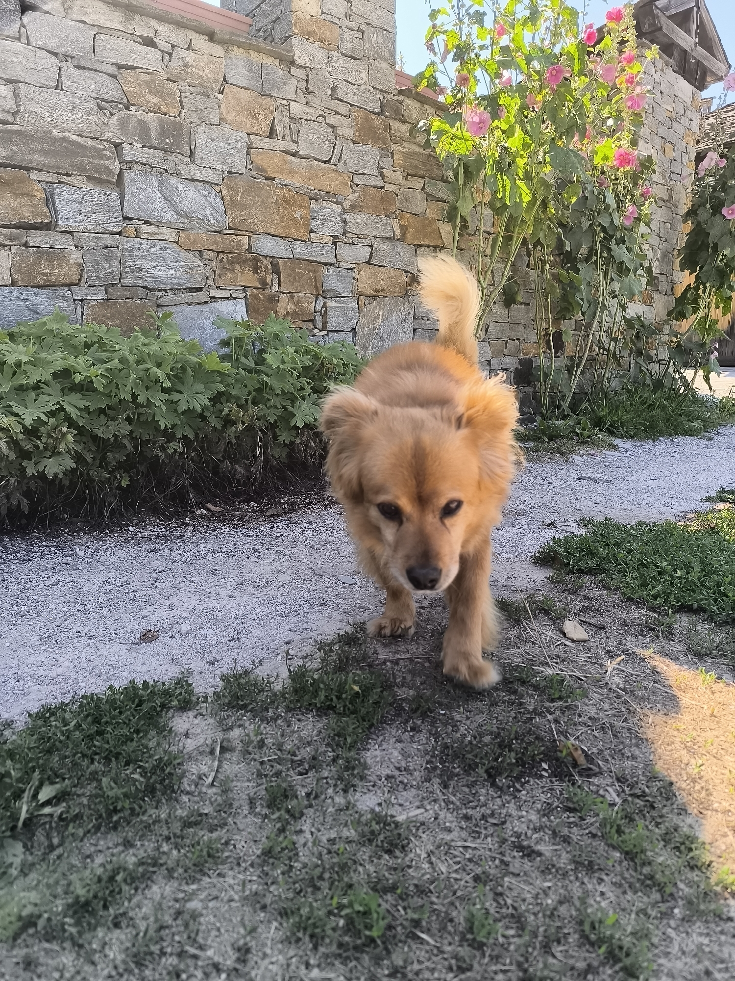 A medium-sized, light brown dog with a fluffy tail walks towards the camera on a gravel path. The dog's ears are flopped, and its eyes are dark. In the background, a stone wall constructed from irregular grey and tan stones forms a textured surface. To the right of the wall, tall plants with large pink flowers are in bloom. Green foliage is visible at the base of the wall, and patches of grass and dry earth are scattered along the path. The scene appears to be outdoors, possibly in a village or historical setting, given the rustic architecture. The lighting suggests it is daytime, with shadows indicating a low sun angle. The overall atmosphere is natural and tranquil.