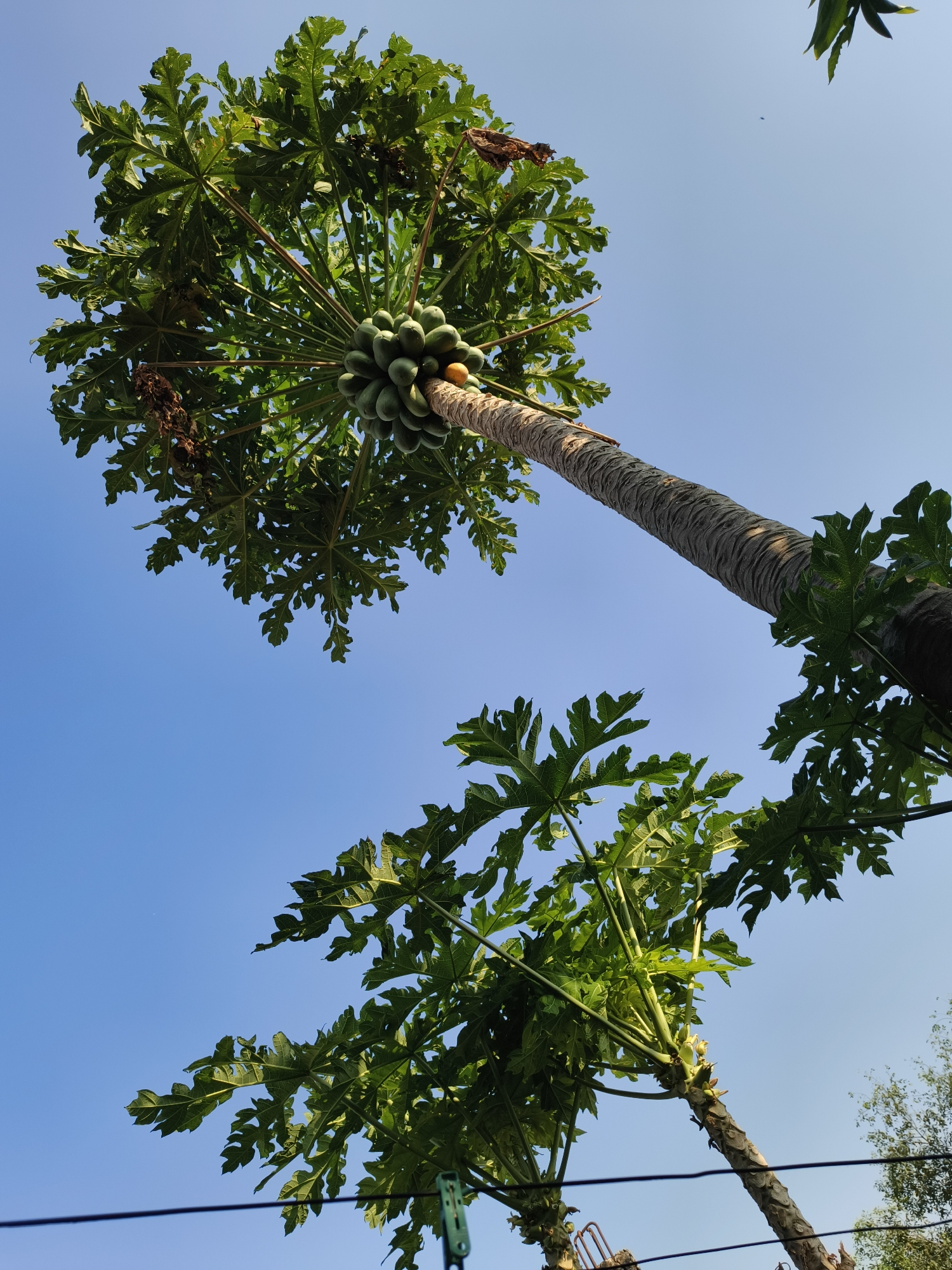This image depicts a clear blue sky with two papaya trees prominent in the foreground, viewed from below. The tree on the left is taller and thicker, its trunk rising diagonally towards the top right of the frame. It is laden with clusters of green papayas, with one orange, ripe fruit visible. The leaves are large and palmate, forming a dense canopy. The second papaya tree, to the lower right, is shorter and thinner, also with green leaves reaching upwards. The scene appears to be outdoors, likely in a residential or garden setting, possibly in the city of Pekalongan, Indonesia, given the tropical appearance of the trees. There are also power lines visible in the lower part of the image, suggesting an urban or semi-urban environment. No people are visible in the image.