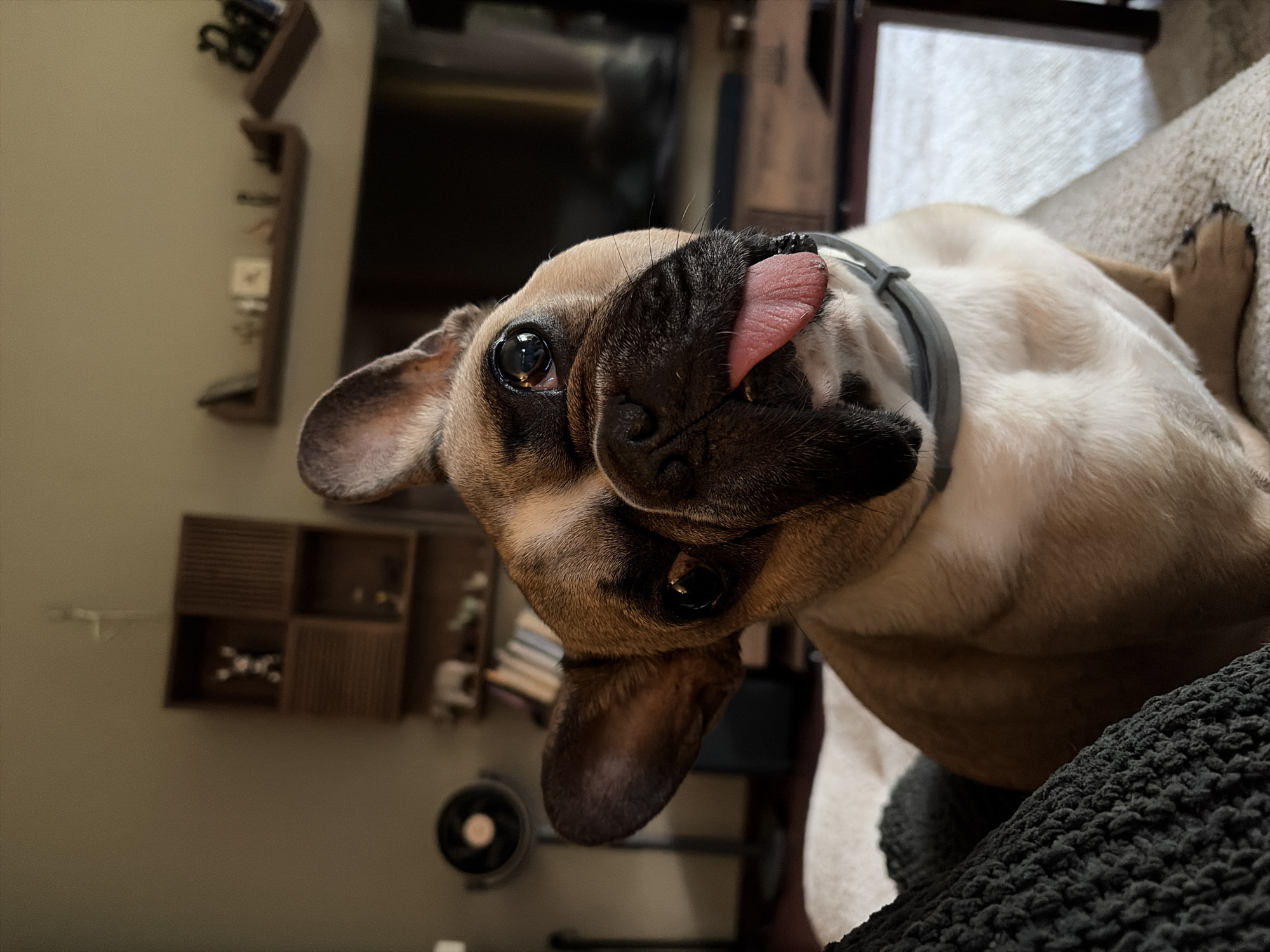 A light-colored French Bulldog with tan and white fur is the central subject of this indoor, portrait-style photograph. The dog is positioned with its head tilted, lying on its back or side, looking directly at the camera. Its large, dark eyes are wide and attentive, reflecting light. A prominent feature is its pink tongue, playfully sticking out from its black snout. It wears a plain grey collar.
The dog is resting on a textured, light-colored surface, likely a sofa or bed, with a darker, possibly gray or black, textured blanket or throw partially visible in the foreground. In the background, a light brown or beige wall is visible. Several wall-mounted shelves are present, holding various small, indistinct decorative objects. One shelf unit appears to have multiple compartments. A small, circular fan or similar appliance is situated on the floor or a low surface in the lower-left background. Part of what might be a television screen or a window can be seen in the upper-right background, but it is blurred. The overall lighting suggests an indoor setting during daytime. No specific location cues for Sofia, Bulgaria, are visible in the image, nor is there any visible text. The dog's expression conveys a sense of playfulness and curiosity.
