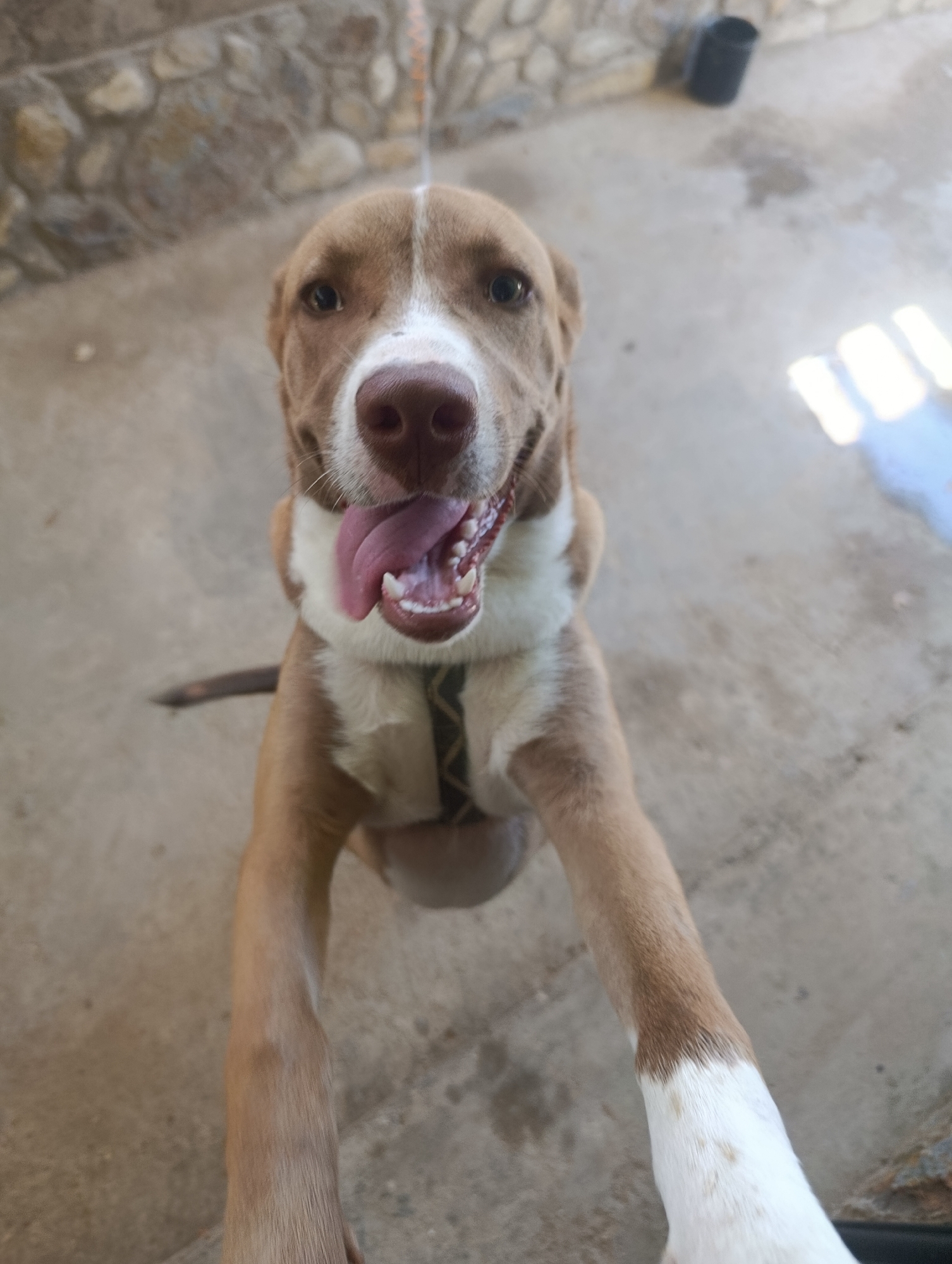 A medium-sized brown and white dog with its tongue out is standing on its hind legs, with its front paws reaching towards the camera. The dog has a white blaze down its face and white socks on its front paws. The background is a blurry outdoor setting with a stone wall, concrete floor, and a black bucket in the distance. The photo was taken in a residential area of Juan Griego, Venezuela.