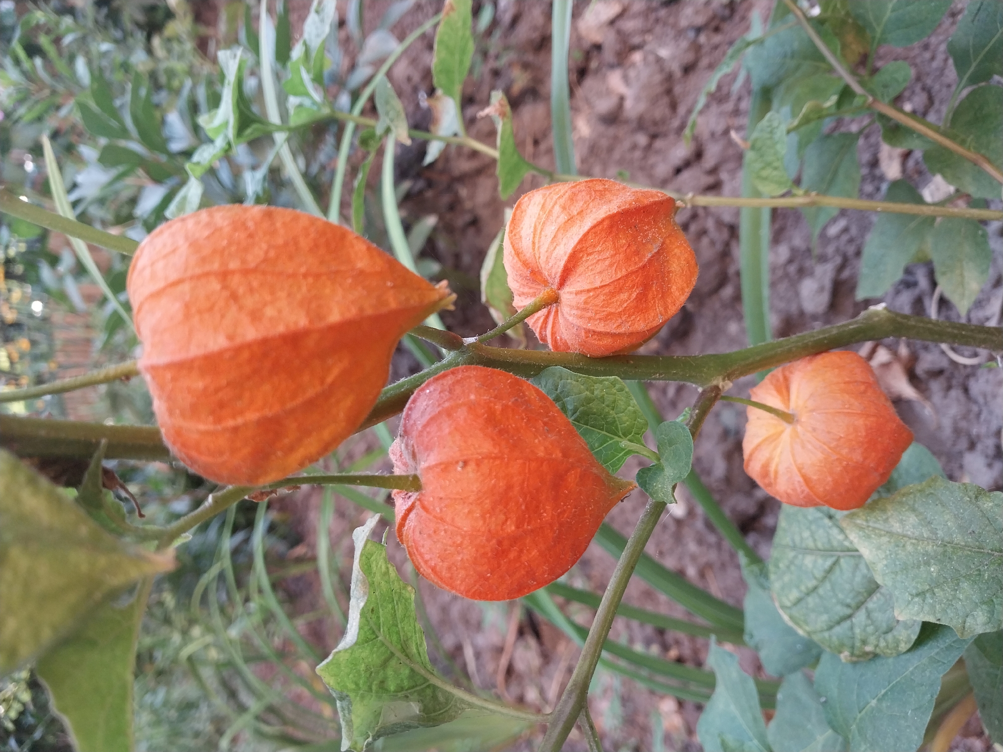 The image shows a close-up of a plant with four orange, lantern-shaped seed pods hanging from its stem. The seed pods are textured and appear to be dry. Green leaves are visible around the pods. The background is out of focus, showing more foliage and a brown, earthy ground. The scene is set outdoors, likely in a garden or natural setting. There are no people or animals visible in the image. The lighting suggests it is daytime. The image does not contain any information that would indicate its specific location in Dnipro, Ukraine.