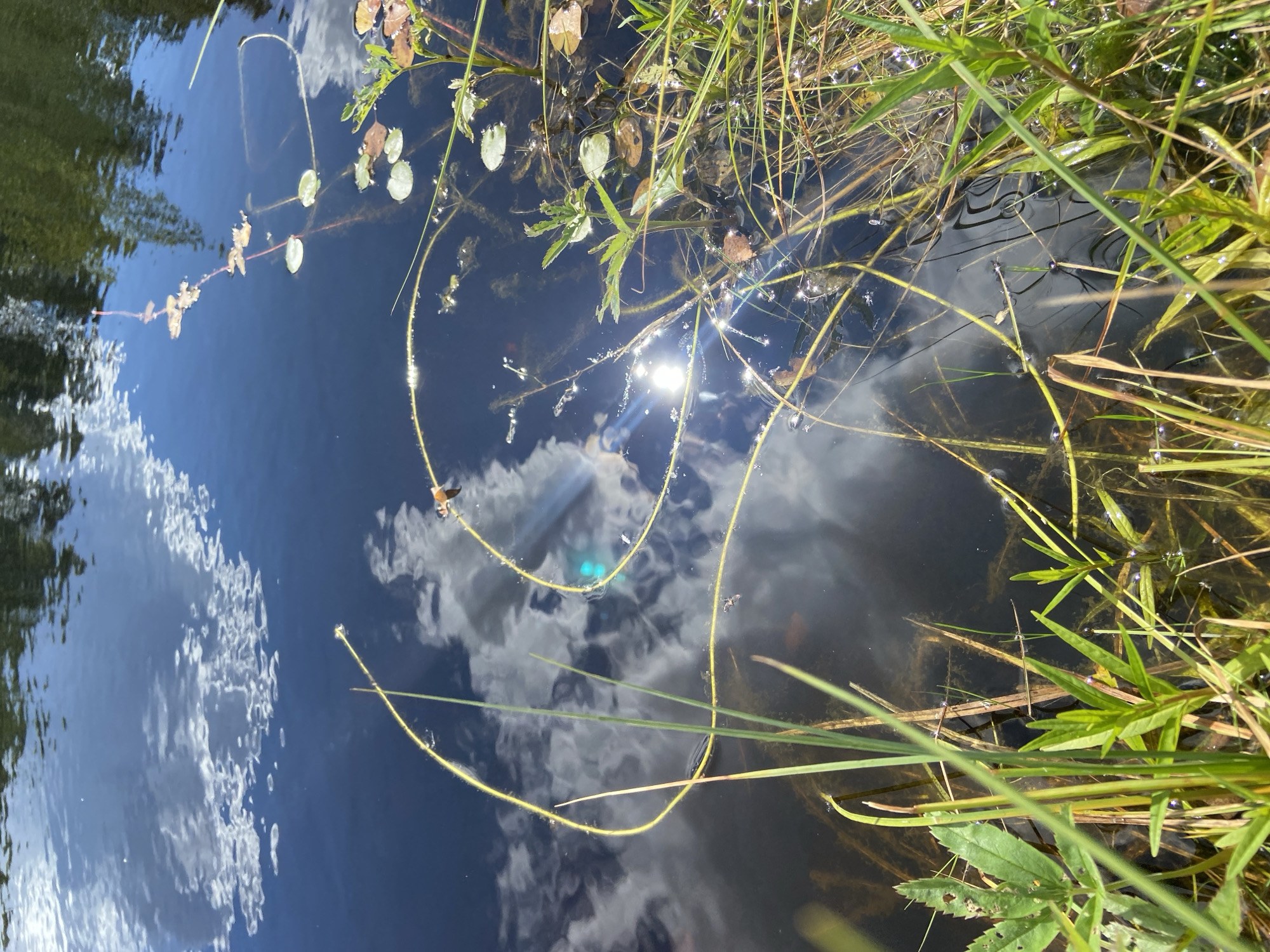 An outdoor, eye-level, close-up shot captures a section of dark, still water reflecting the sky and surrounding vegetation. The water's surface is adorned with numerous small, green lily pads and a few fallen brown leaves. Several thin, yellow, curved stems of aquatic plants float on or just beneath the surface, some emerging from the murky depths. The sun glints brightly off the water, creating a strong lens flare and highlighting the texture of the aquatic stems and the water itself. Along the right edge and in the foreground, lush green blades of grass and other aquatic plants grow, some partially submerged. The background shows a dark, out-of-focus reflection of trees, suggesting the location is near a wooded area. There are no people or animals visible in the frame. The scene appears to be a natural water body, likely a pond or slow-moving stream within a natural or semi-natural environment.