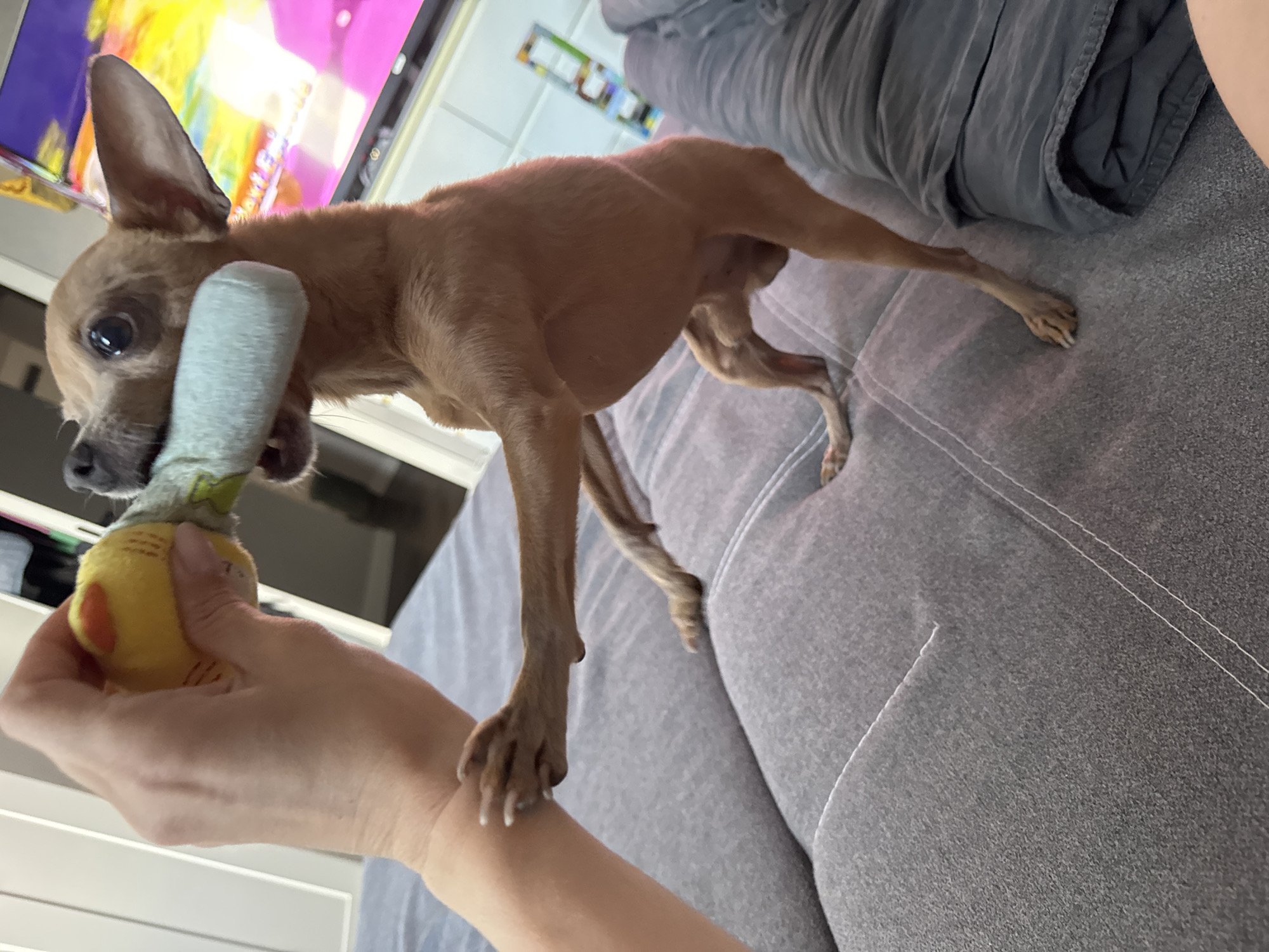 A small, tan-colored dog, resembling a Chihuahua, stands on a textured grey fabric sofa, actively engaging with a toy. The dog has prominent ears, dark eyes, and its mouth is around the light blue, soft, cylindrical part of a squeaky toy. A human hand, positioned in the lower-left corner of the frame, firmly holds the yellow base of the toy, facilitating the interaction. The dog's front paws are near the human's wrist, while its back legs are stretched out on the sofa.
In the background, a television screen displays vibrant, colorful content, predominantly yellows, pinks, and purples, suggesting a program or animation is playing. To the right of the dog, a dark grey, possibly folded or rolled-up blanket rests on the sofa, adding to the cozy, indoor setting. The sofa itself features visible stitching, indicating a comfortable piece of furniture. The scene captures a playful moment between a pet and its owner in what appears to be a living room environment, likely during the daytime given the general brightness, though direct lighting sources aren't visible. There is no visible text in the image.