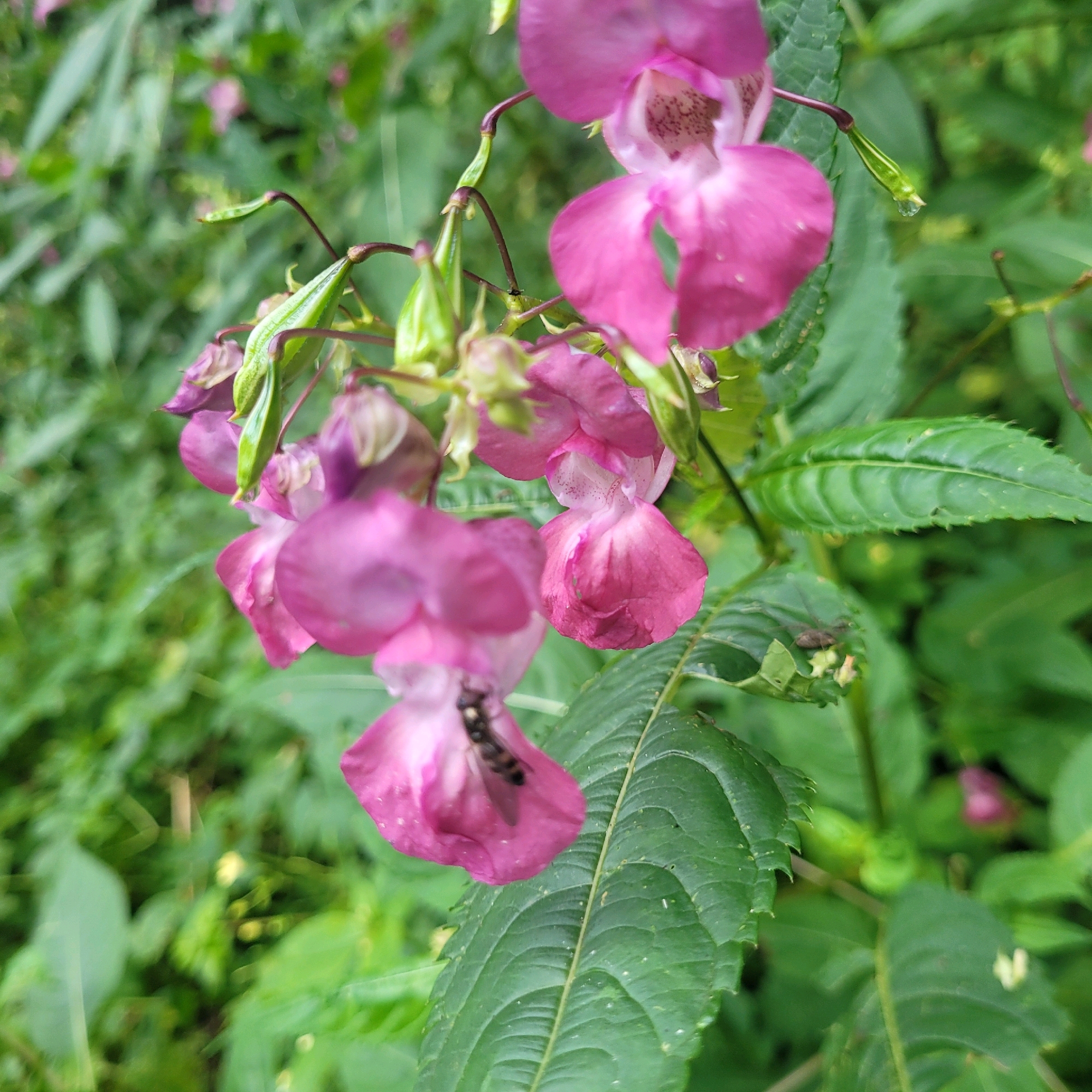 A close-up, eye-level shot captures a cluster of pink impatiens flowers with green stems and leaves against a blurred green background of foliage. A small insect, possibly a bee or fly, is visible on one of the pink petals. The image appears to have been taken outdoors in a natural setting. There are no discernible landmarks or elements that would indicate a specific location within Jūrmala, Latvia.