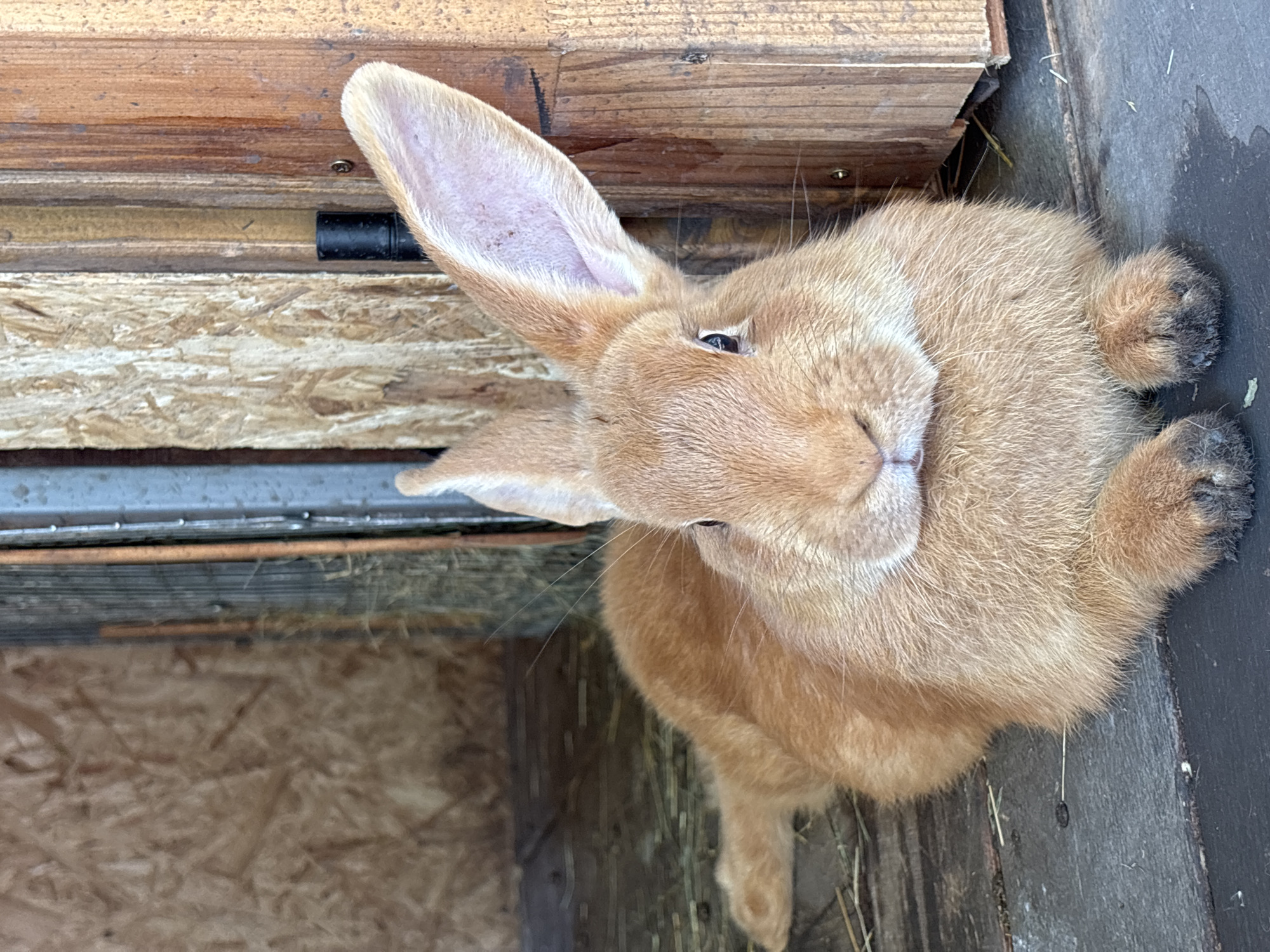 A rabbit with light brown fur and long ears lies on a wooden floor, partially obscured by a wooden structure. The rabbit is looking towards the camera. The background consists of wooden walls and some straw. The scene appears to be indoors, possibly in a barn or hutch. There is no discernible indication of the location being in the city of Orenburg, Russia.