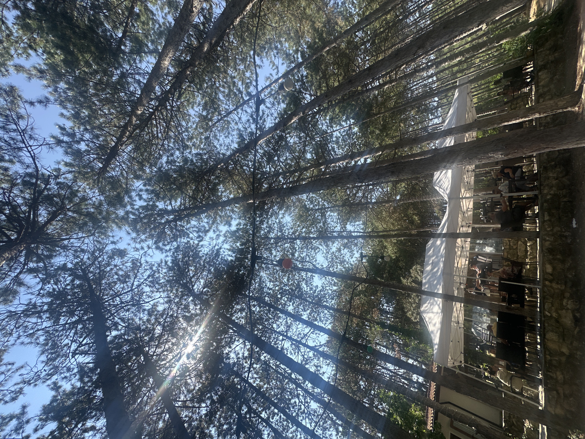 An outdoor dining area is situated beneath a canopy of tall pine trees. The perspective is upward, looking towards the sky through the dense foliage. A white, tent-like structure covers several tables and chairs where approximately ten individuals are seated, engaged in dining or conversation. Some of these individuals are partially obscured by the tree trunks. Decorative lights, including what appear to be orange and green globes, are strung between the trees. The ground is covered in a stone foundation with some foliage. The scene suggests a relaxed atmosphere in a natural setting.
