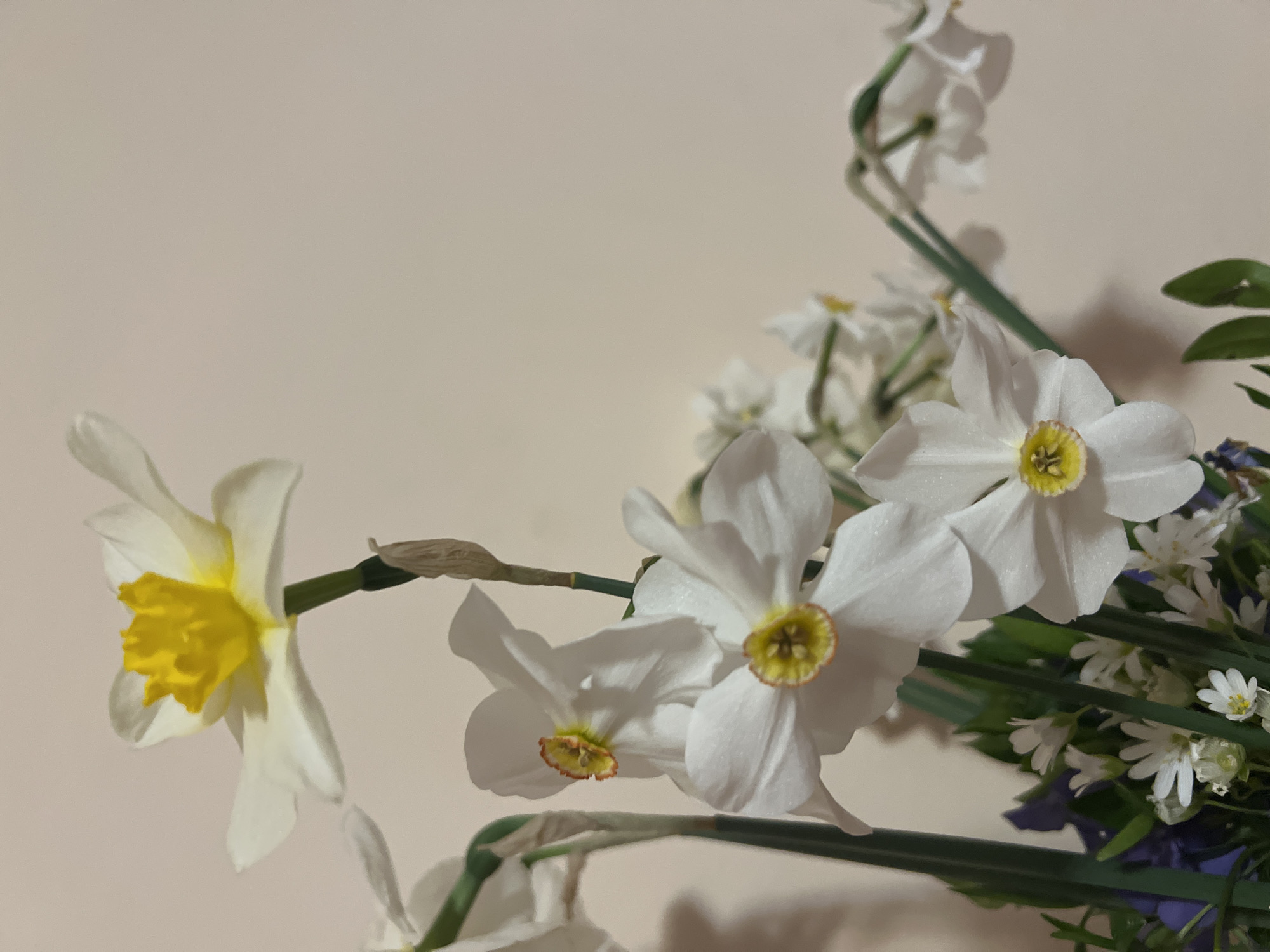 The image shows a close-up view of a bouquet of flowers against a pale, neutral background. The main focus is on several narcissus flowers, some of which are white with yellow centers, and one that is predominantly white with a prominent yellow trumpet-shaped corona. There are other smaller white flowers and green foliage mixed in with the narcissus. The stems of the flowers are visible, and the scene appears to be lit softly. No people are visible. The image is not identifiable as being in Plovdiv, Bulgaria.