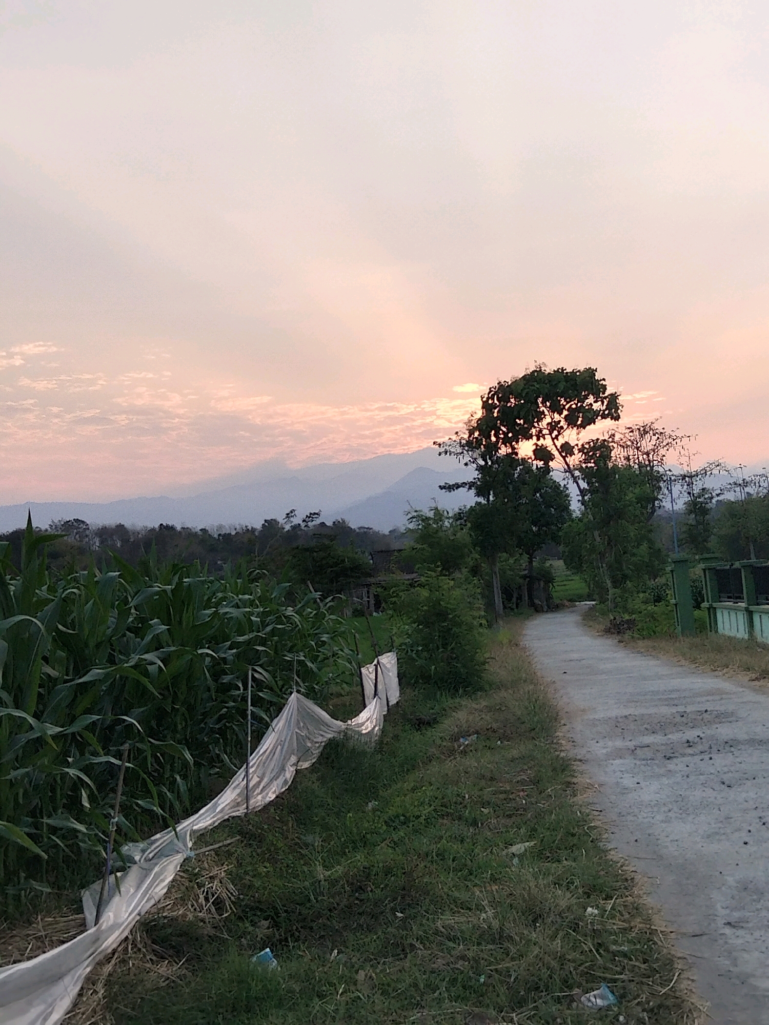 The image captures a rural scene in Jenangan, Indonesia, during what appears to be sunset. A dusty, unpaved road curves into the distance, bordered by lush green corn stalks on the left and overgrown vegetation on the right. A white plastic tarp, supported by wooden stakes, is stretched along the edge of the cornfield. In the background, silhouetted trees and a distant mountain range are visible against a sky filled with soft, pinkish clouds and the fading rays of the sun. The overall atmosphere is tranquil and bucolic.