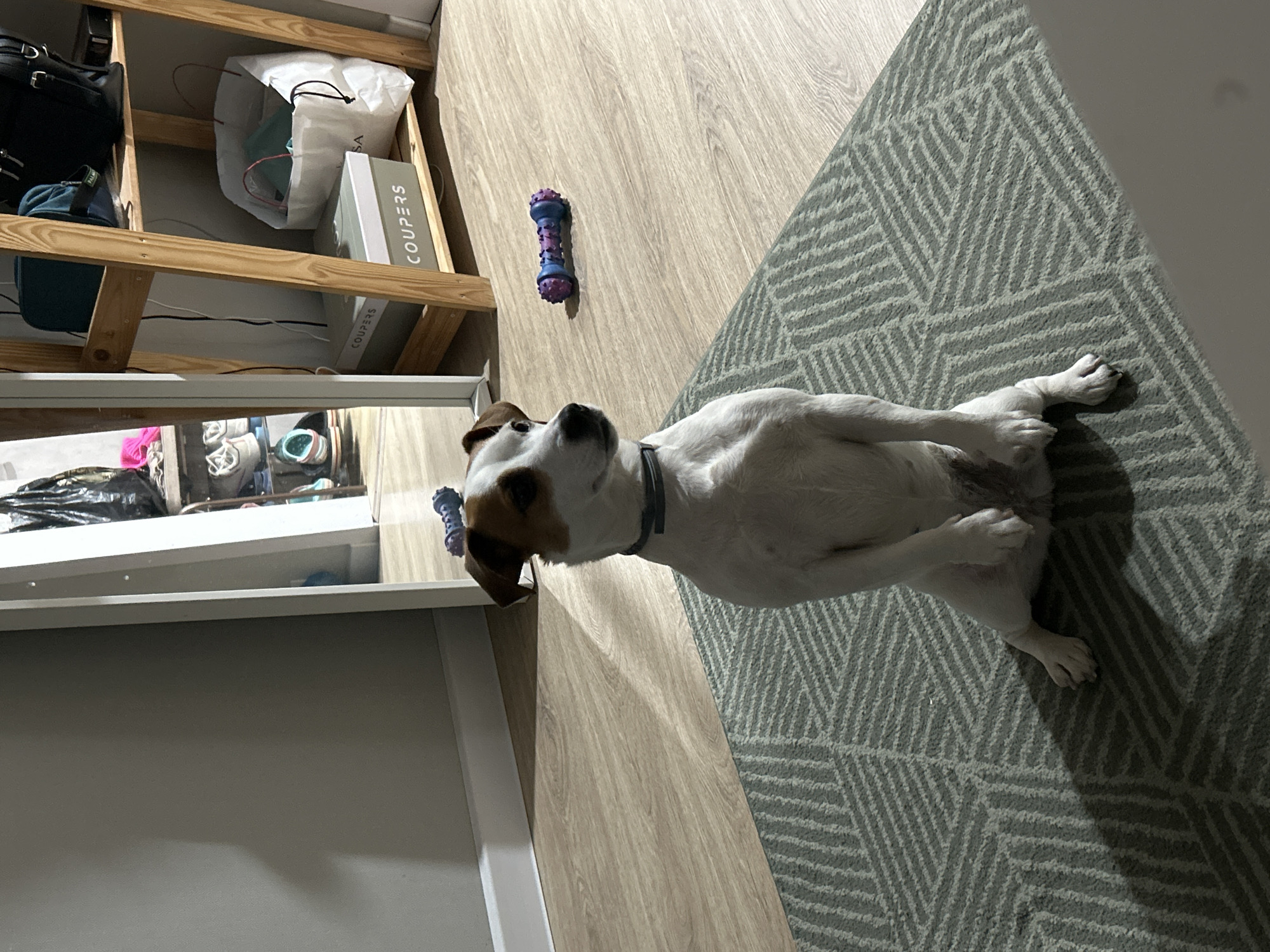 A dog is lying on its back on a rug in a room. The rug has a gray and white geometric pattern. A bone-shaped dog toy lies on the floor next to the dog and a toy is under the dog’s head. A wooden shelving unit is visible in the background. The location is Chaikovsky, Russia.