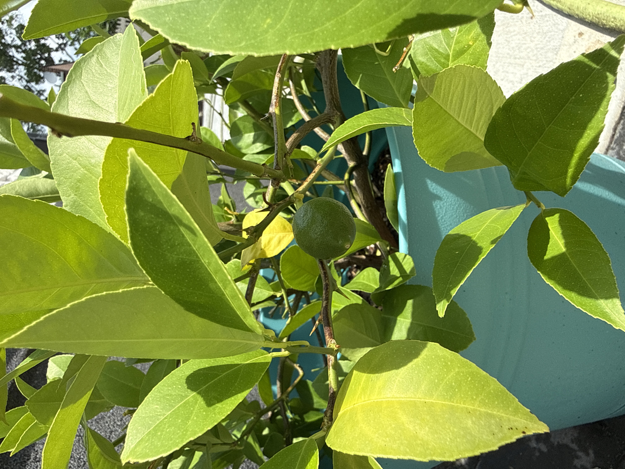 A close-up shot of a young lime tree in a light blue planter. The tree has vibrant green leaves and a single small green lime. The planter is outdoors, and in the background, a grey textured wall and a hint of a white fence and green foliage are visible. The sunlight casts shadows on the leaves, indicating it is daytime. The image appears to have been taken in an urban setting, potentially a backyard or balcony in New York City, United States of America.