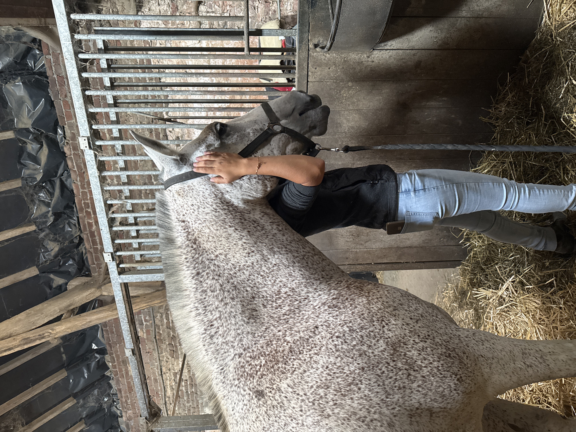 The image depicts a person interacting with a dappled grey horse inside a stable in Estaimpuis, Belgium. The horse is wearing a halter. A person, wearing a black top and light blue jeans, is standing next to the horse, with their right hand gently touching the horse's face. The setting includes a brick wall, metal bars, wooden beams, and straw on the floor, typical of a stable environment. Sunlight streams in from the right, illuminating the straw and the side of the horse. The scene conveys a sense of calm and connection between the person and the animal. There is no visible text in the image.