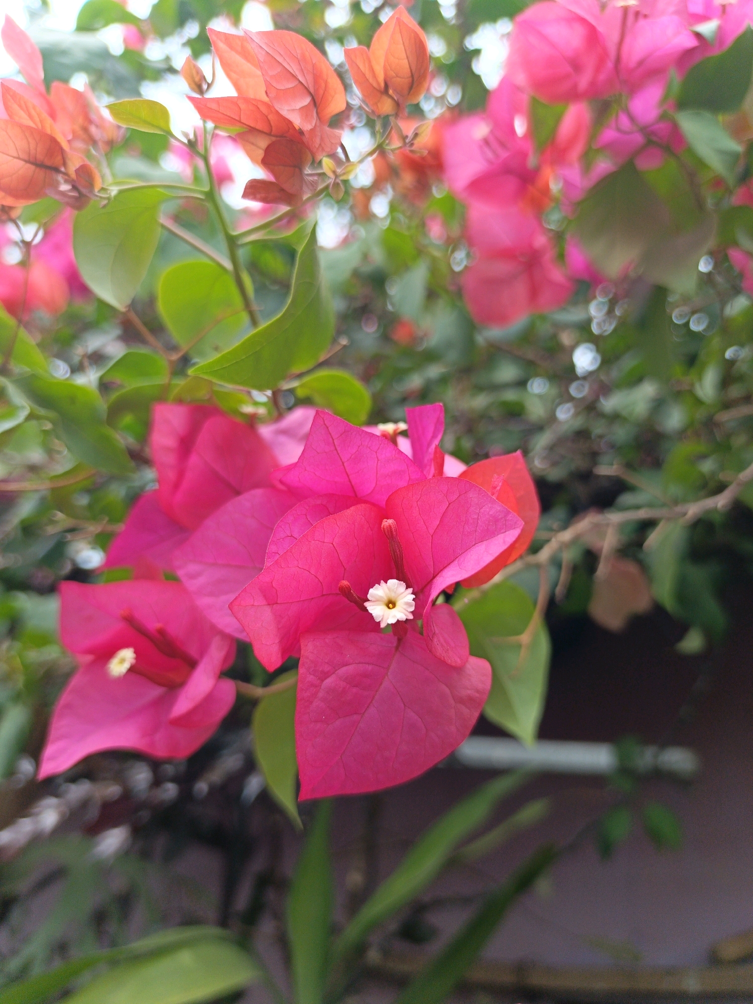 This is a close-up, vertical shot of vibrant pink bougainvillea flowers blooming outdoors. The foreground is dominated by two prominent pink bracts, one with a small white flower in its center. Another cluster of pink bracts is slightly out of focus behind them. To the upper left, there are out-of-focus reddish-orange bracts and green leaves. The background consists of blurred green foliage and a dark, textured surface, possibly a wall or building. The lighting appears natural and bright, suggesting daytime. The scene is consistent with a garden or street in Batu, Indonesia, known for its lush vegetation and floral displays.