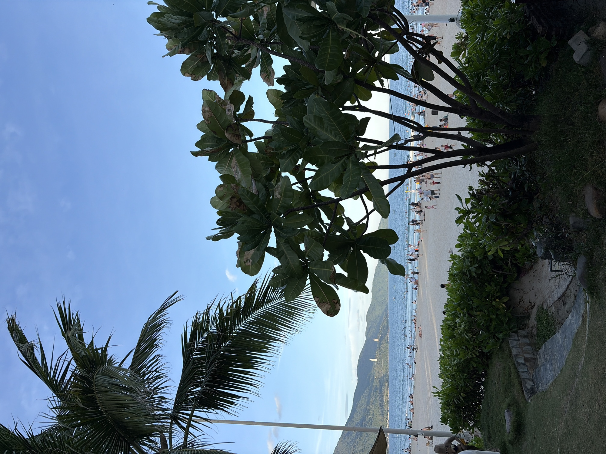 This is a mid-distance, eye-level, horizontal shot of My Khe Beach in Da Nang, Vietnam, taken from a grassy area near the shoreline. In the foreground, a large leafy tree with broad, dark green leaves partially obscures the view. To the left, a frond of a palm tree extends into the frame from the upper left corner. Behind the tree, a sandy beach is populated with numerous people sunbathing, walking, and playing. The ocean, a vibrant blue, stretches to the horizon, dotted with small boats. In the background, lush green mountains rise, with a prominent white tower-like structure visible on one of the peaks. The sky is a clear, bright blue with a few wispy clouds. The overall scene depicts a lively, tropical beach environment.