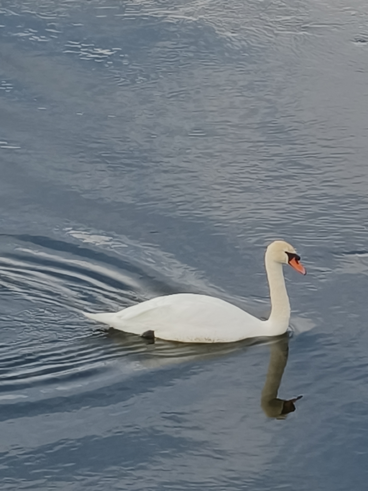 A single white swan is captured swimming gracefully on a calm body of water. The swan is positioned in the mid-right of the frame, moving towards the left, with its elegant body cutting through the water. Its pristine white feathers contrast with the deep blue-grey hue of the water, which shows subtle ripples trailing behind the bird. The swan exhibits its characteristic long, curved neck and an orange beak accented with a black patch at its base.
A distinct, elongated reflection of the swan's head and neck is visible directly beneath it in the tranquil water. The water's surface varies slightly in texture across the image, from smoother areas to sections with fine, gentle waves. The scene suggests a peaceful daytime setting, likely under soft, diffused light, given the absence of harsh shadows. There are no other subjects or objects present in the image, and no visible text. The setting is Inhulets, Ukraine.
