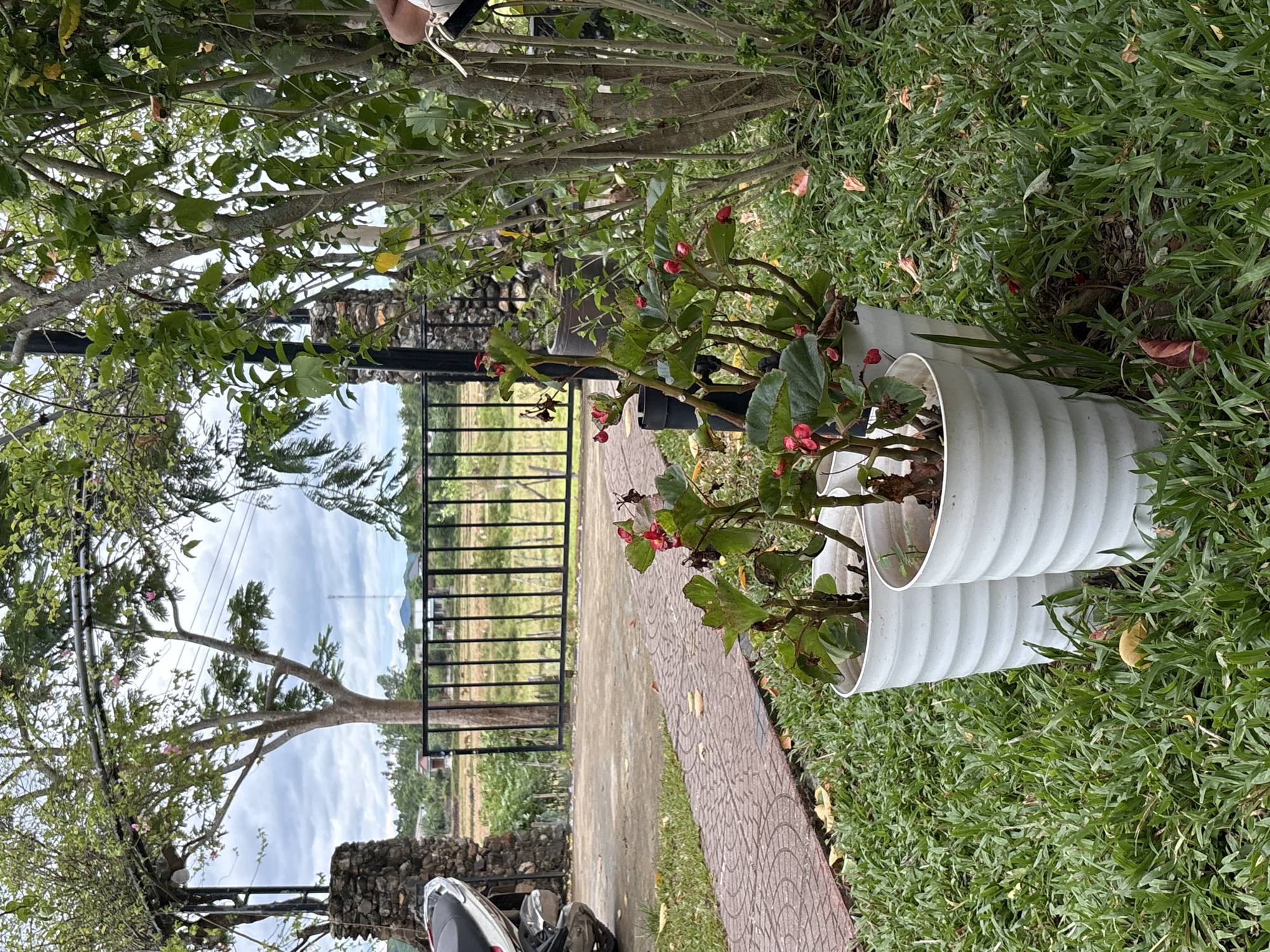 The image depicts an outdoor scene in Bố Trạch Commune, Vietnam. In the foreground, two white potted plants with red flowers are situated on a lush green lawn. To the left, a red brick path leads towards a paved area where a portion of a motorcycle is visible next to a stone pillar. Beyond this, a black metal fence encloses a field with some structures and trees in the distance, under a cloudy sky. The background shows trees and foliage, indicating a rural or semi-rural setting. The overall scene suggests a residential or garden area.