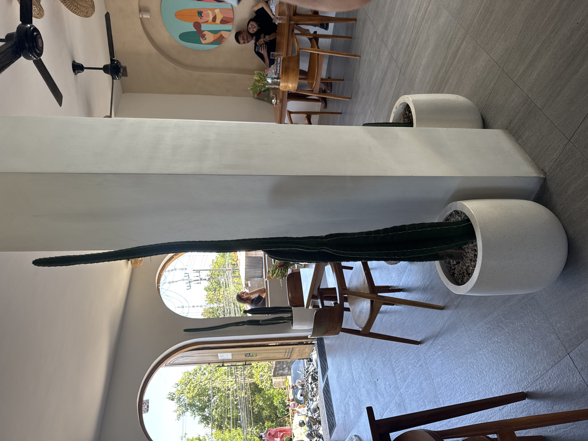 This image depicts the interior of a cafe in Kuta Selatan, Indonesia. A tall, columnar cactus is planted in a white pot, acting as a room divider. The cafe has arched windows and doorways that reveal an outdoor scene. The outdoor area is busy with parked scooters, pedestrians, and overhead electrical wires. Tables and wooden chairs are positioned around the potted cactus. In the background, people are sitting at another table. Ceiling fans are visible on the ceiling. The cafe is modern with smooth concrete floors.