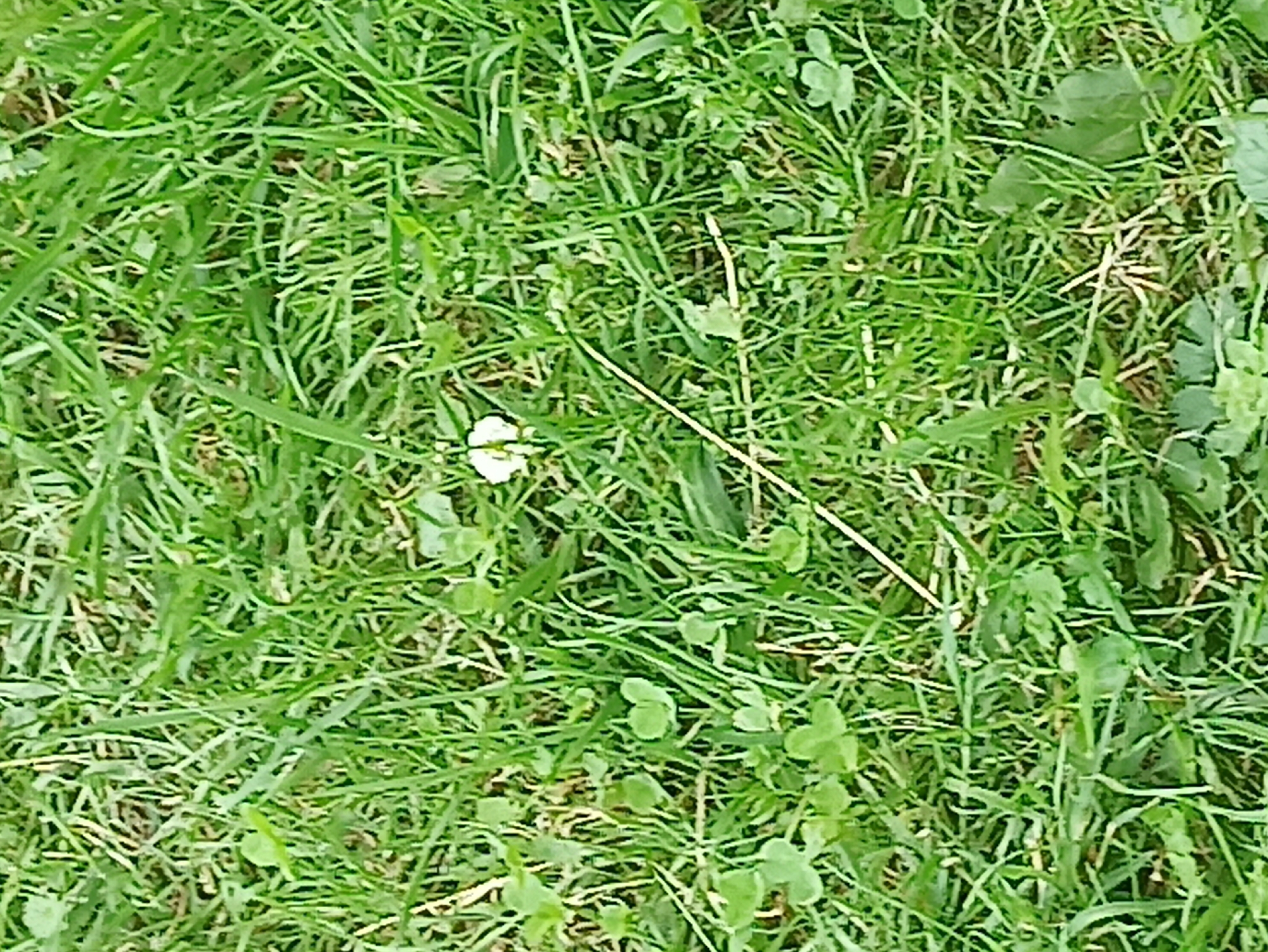 The image shows a close-up view of green grass. In the center of the frame, a small white flower with four petals is visible, lying on its side. Several clover leaves, recognizable by their three-lobed shape, are scattered throughout the grass. A thin, light-colored stem or blade of grass runs diagonally across the lower portion of the image. The grass is dense and appears to be healthy. The lighting suggests it is daytime, with soft illumination. There are no people, animals, or other objects of significance in the scene.