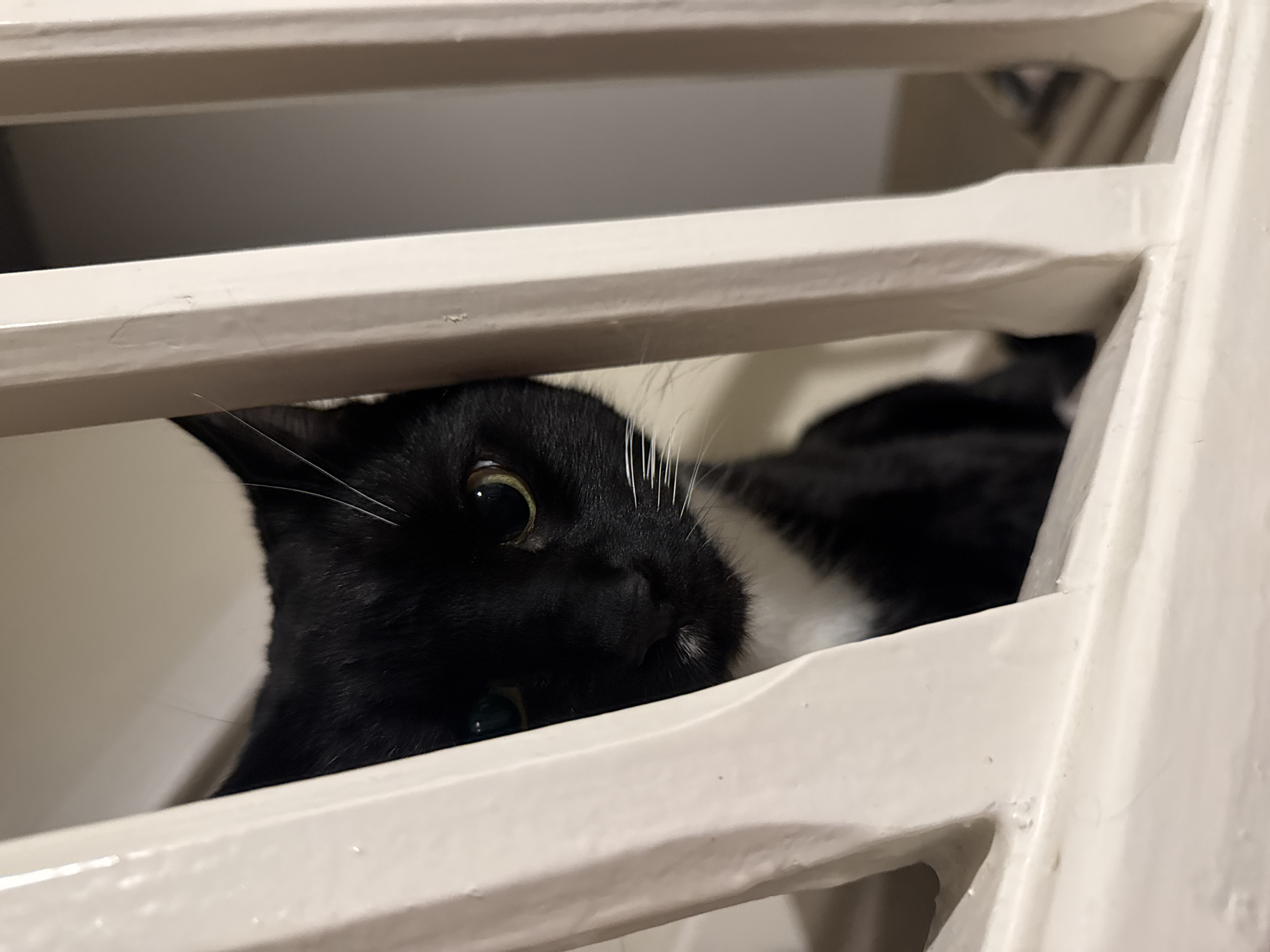 A black and white tuxedo cat is captured in a close-up shot, peeking through a set of parallel, light-colored slats, likely part of a railing or furniture. The cat's head and a portion of its white chest are visible in the lower half of the frame, with its body partially obscured by the slats. Its large, round, greenish-yellow eyes are wide and focused, looking directly ahead with an expression of curiosity or alertness. White whiskers extend from its black muzzle, which also features a small white patch under its nose. A faint green or blue collar or tag is discernible beneath its chin. The background beyond the cat and through the slats is a muted, light tone, suggesting an indoor environment. The lighting is soft, highlighting the texture of the cat's fur and the details of its face. No text is visible in the image. The scene appears to take place indoors in Desborough, United Kingdom.