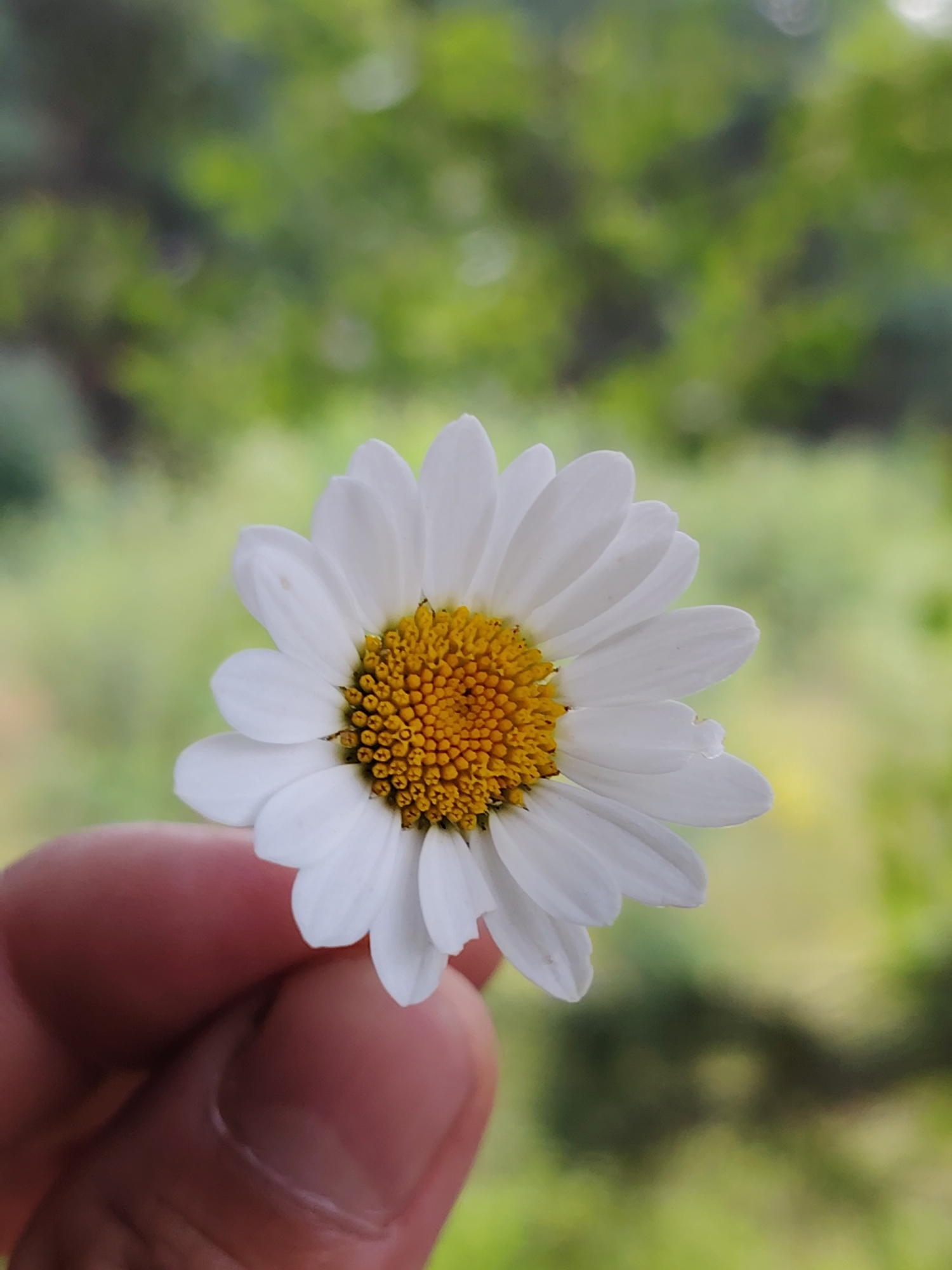 A close-up shot shows a hand holding a single white daisy with a yellow center. The daisy is positioned slightly off-center to the right. The background is a blurred expanse of green foliage, suggesting an outdoor natural setting. The lighting appears to be natural daylight. There is no discernible indication of the location being within the city of Прикамский, Russia.